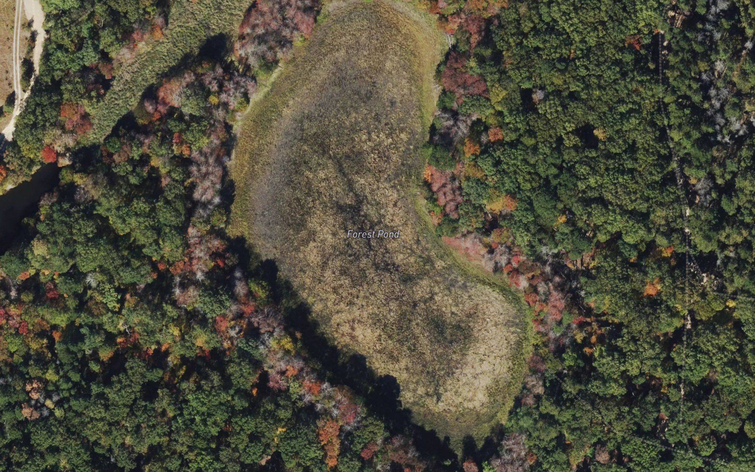 Forest Pond