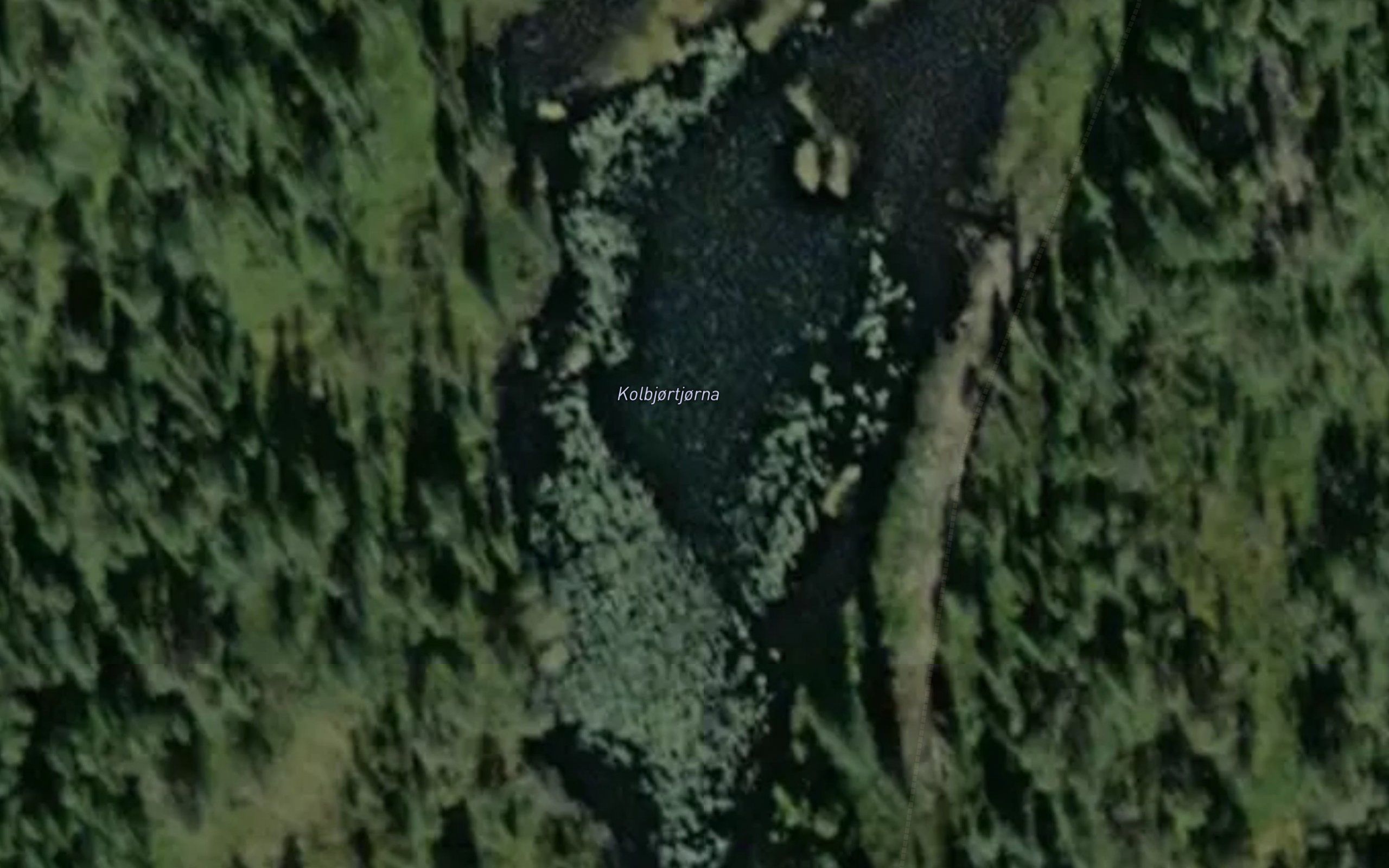Kolbjortjorna
