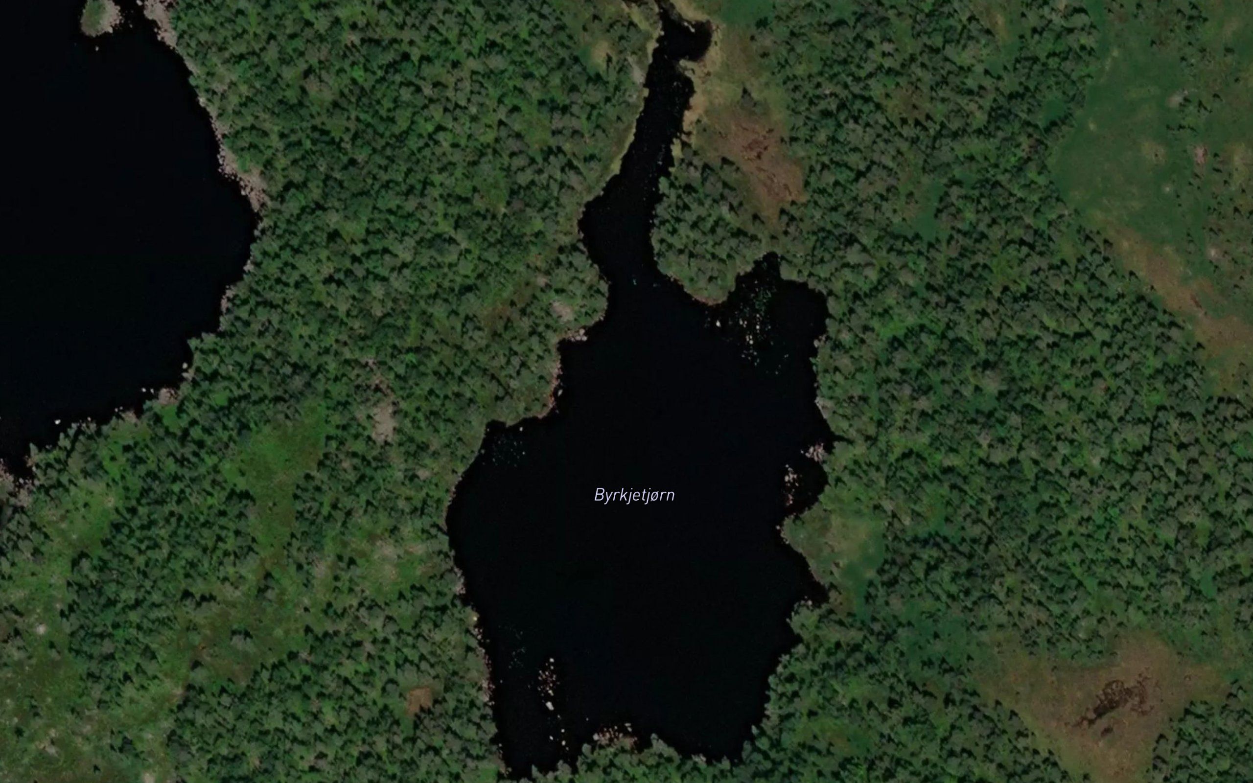 Byrkjetjorn