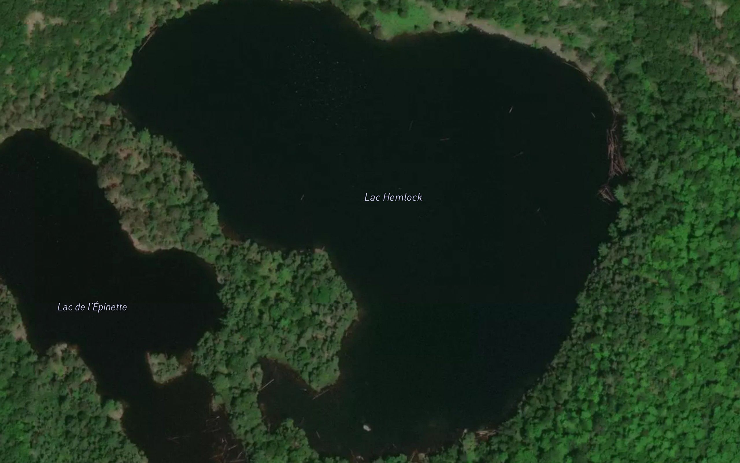 Lac Hemlock