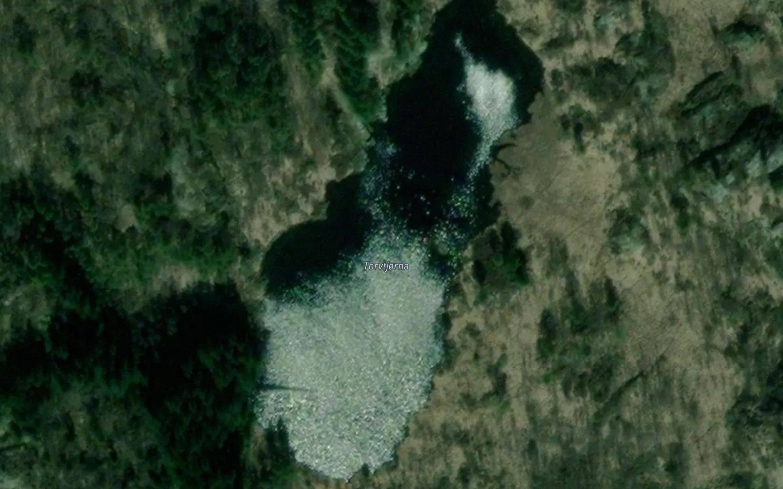 Torvtjorna