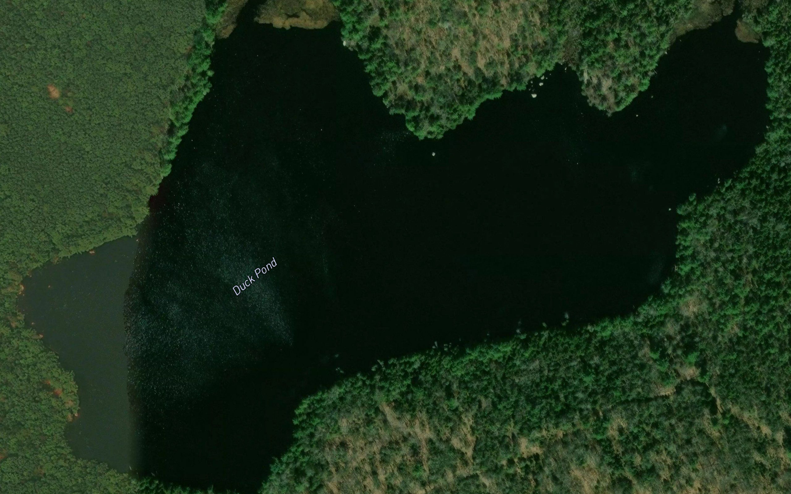 Duck Pond