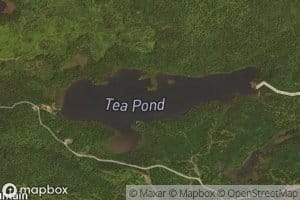 Tea Pond