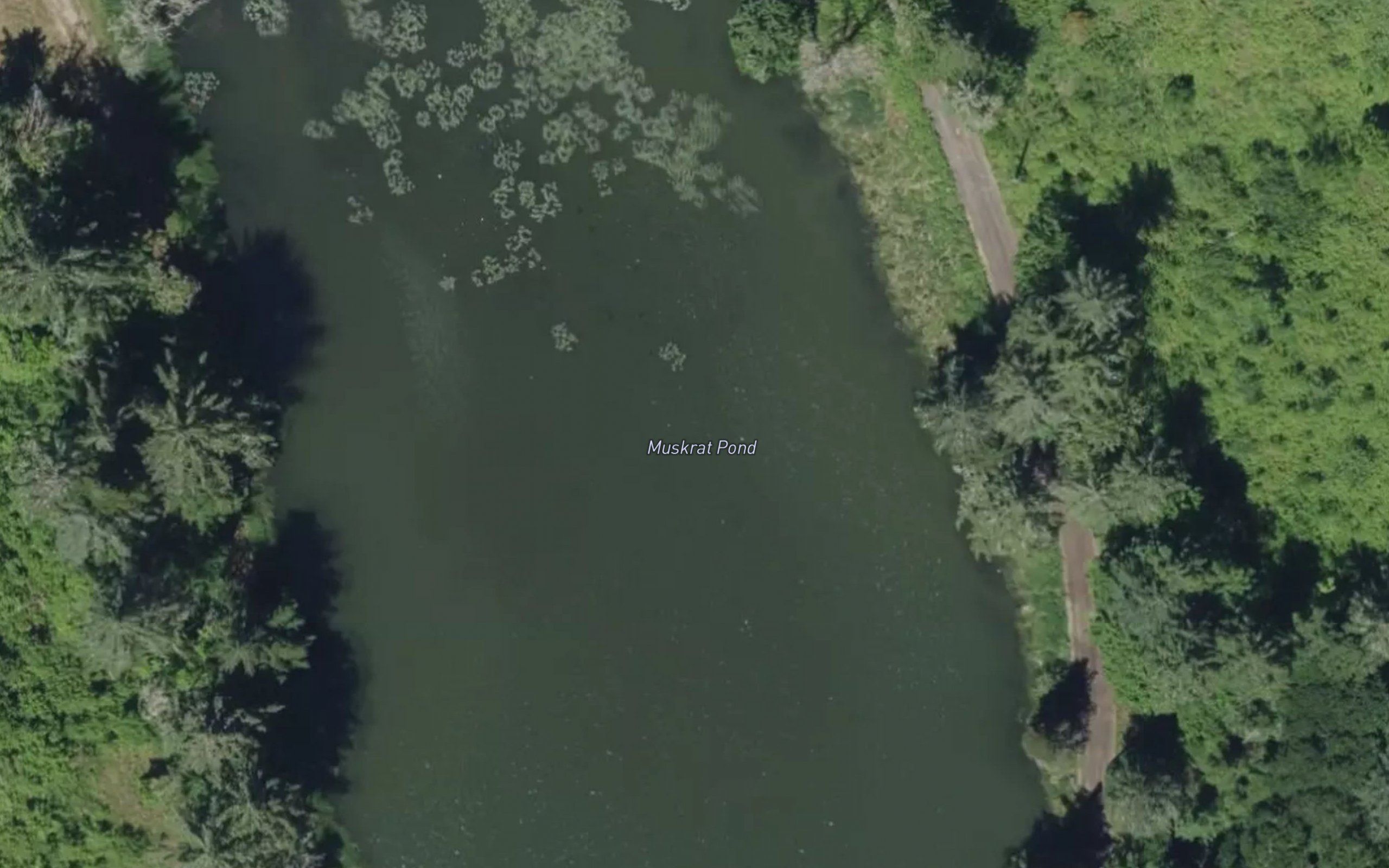 Muskrat Pond