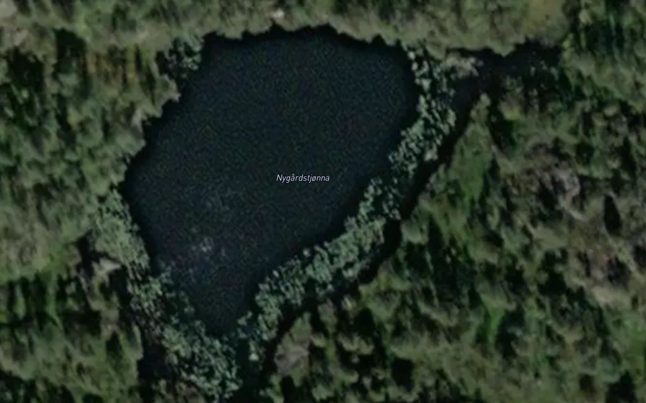 Nygardstjorna