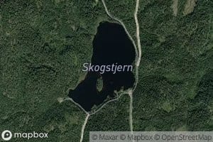 Skogstjern