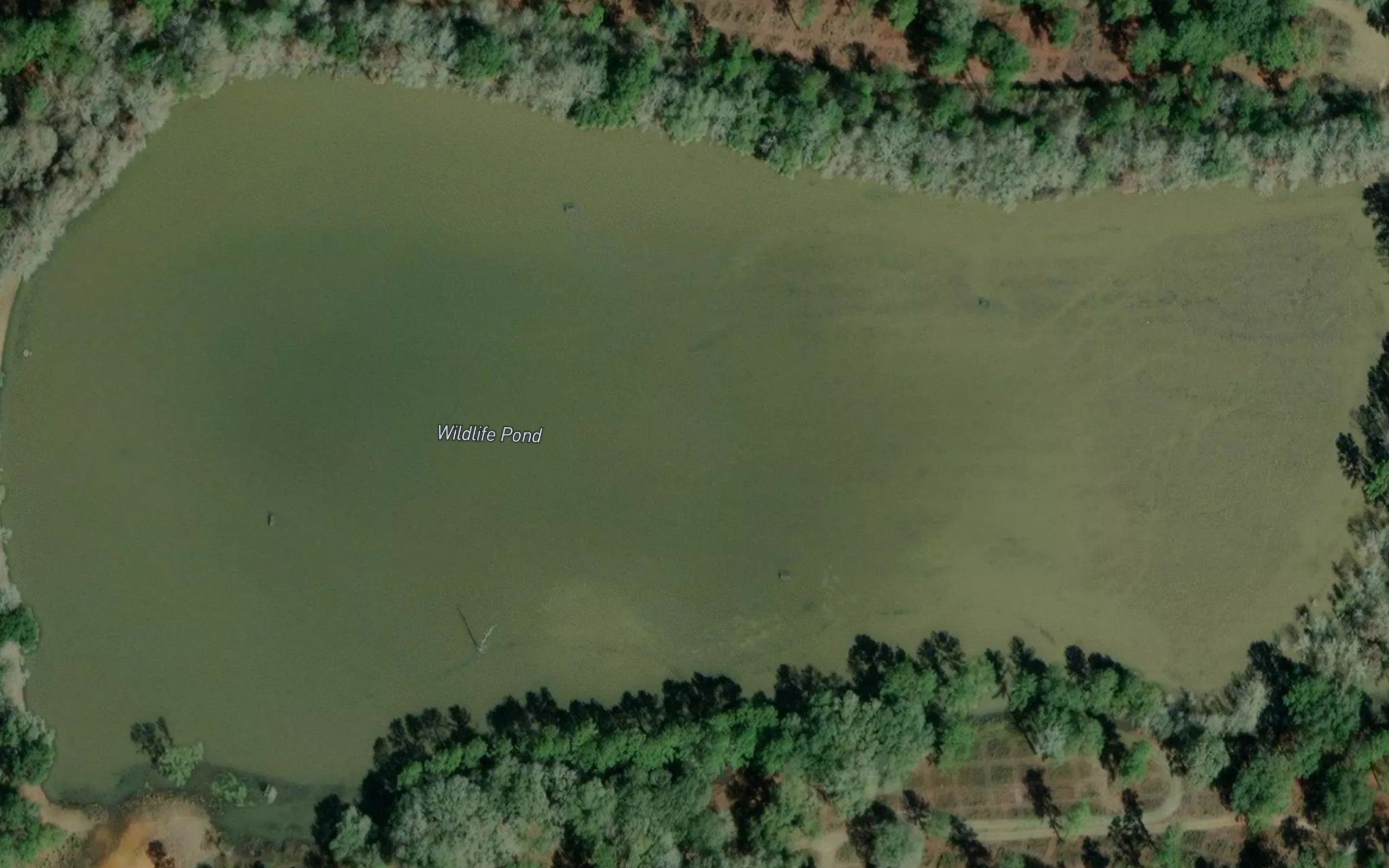 Wildlife Pond