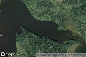 Swans Lake
