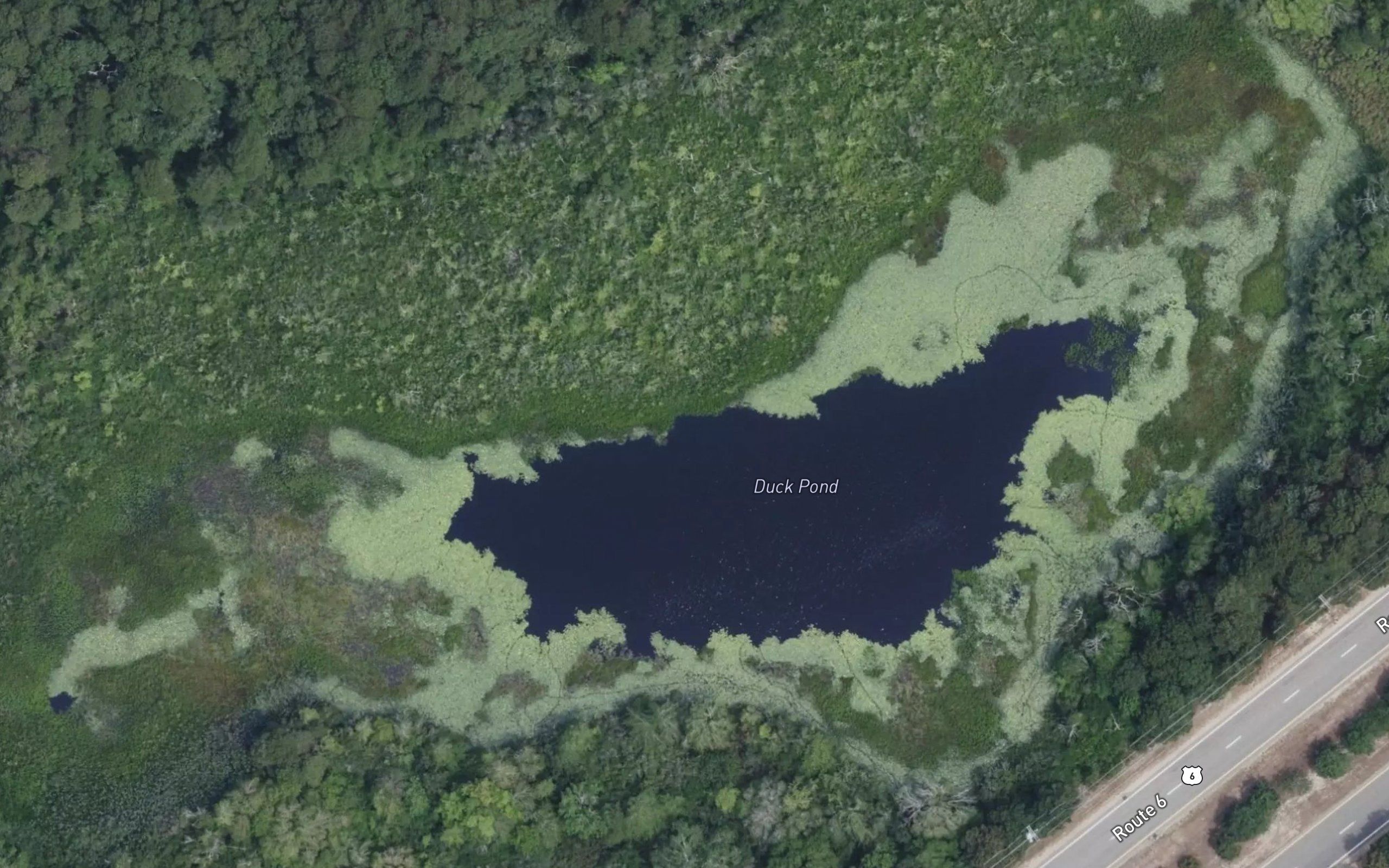 Duck Pond