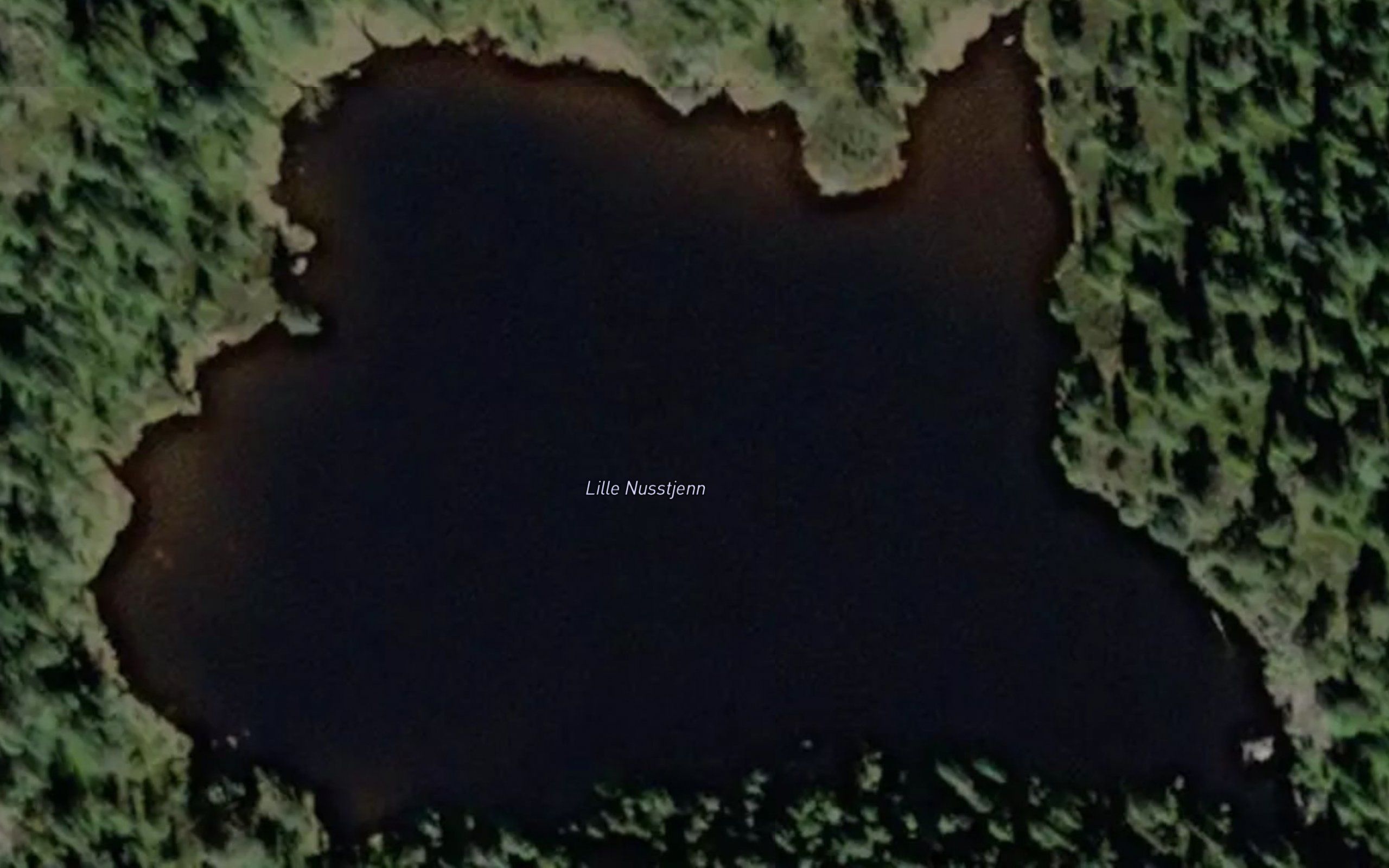 Nusstjorn,l