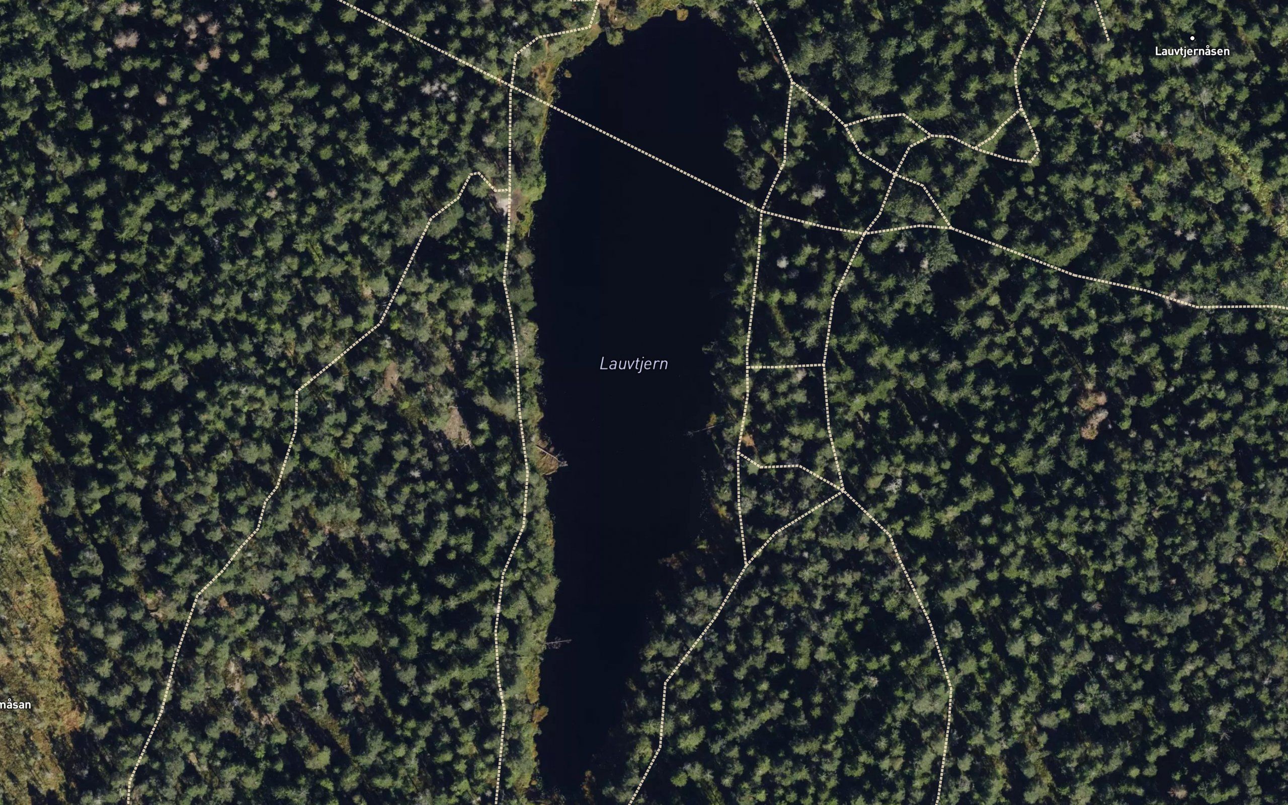 Lauvtjern