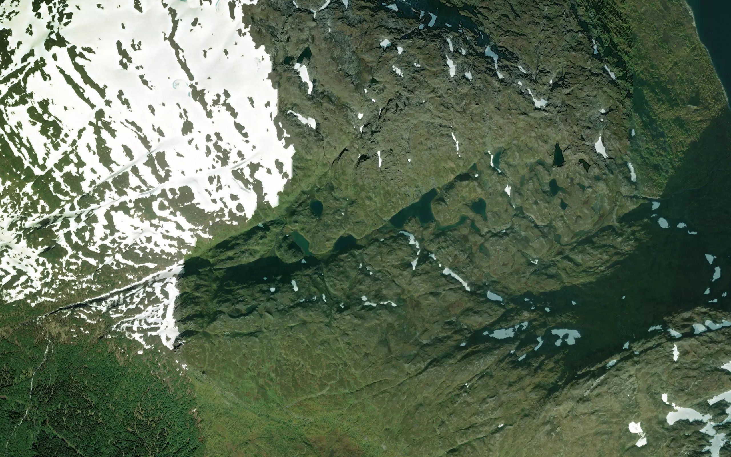 Gullriktjornene