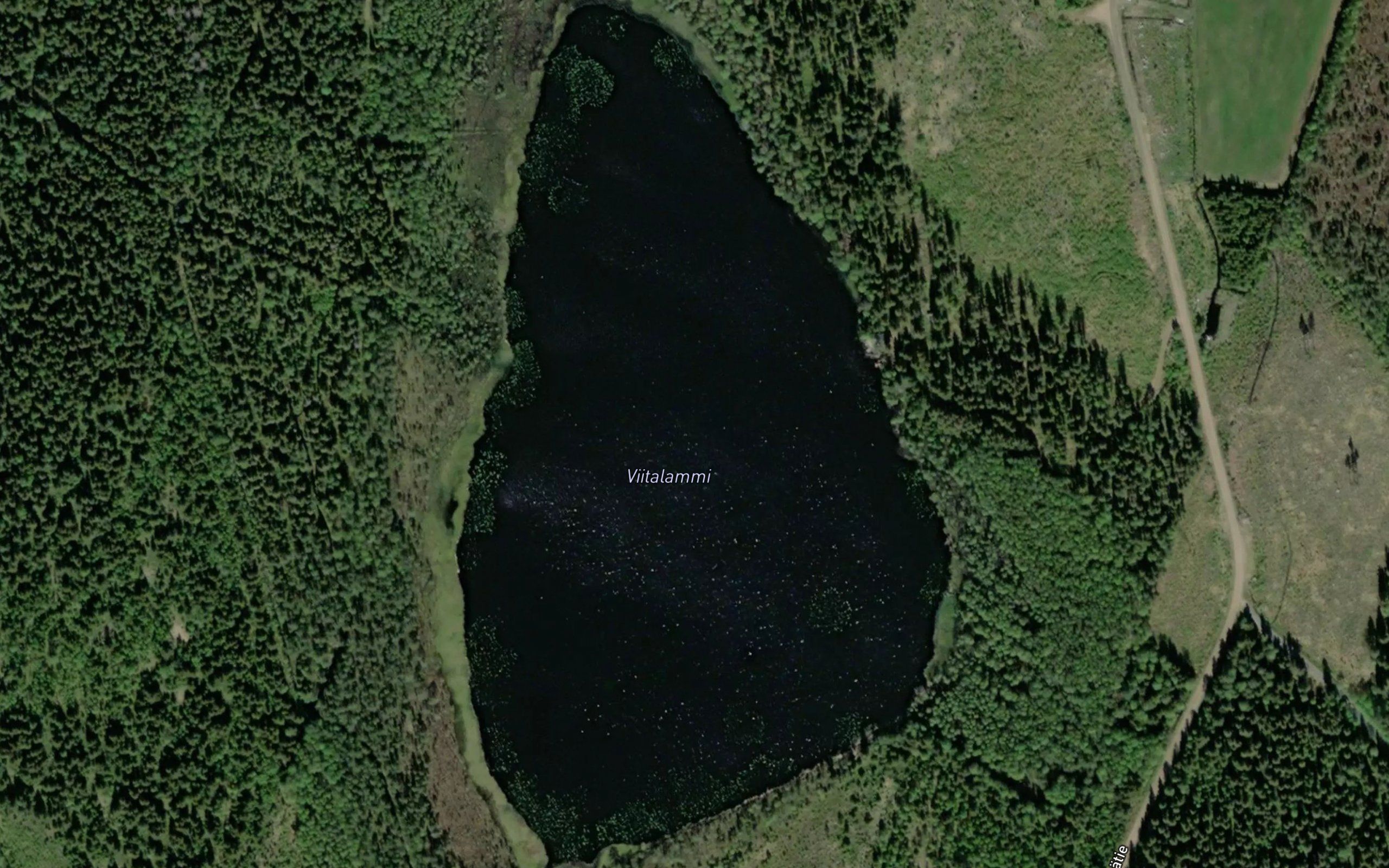 Viitalammi