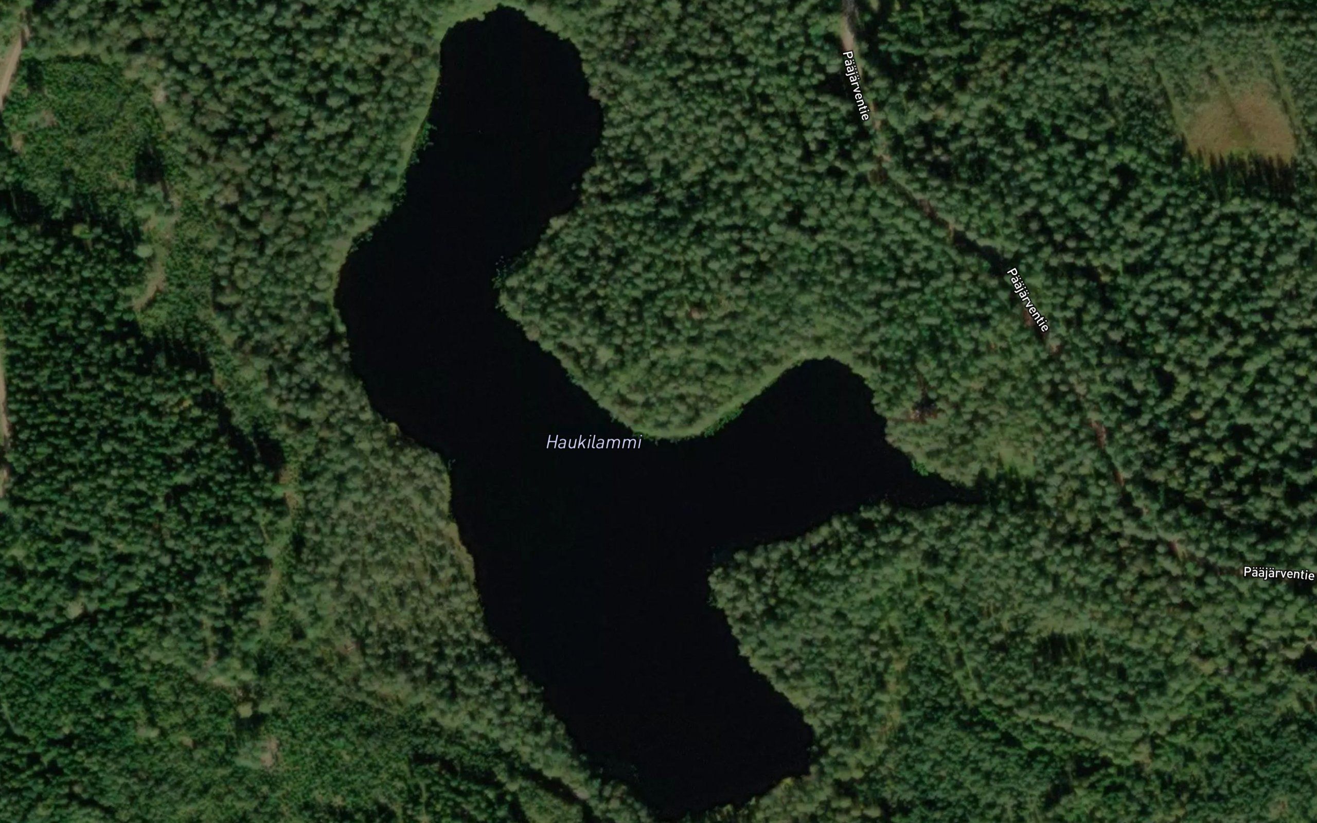 Haukilammi