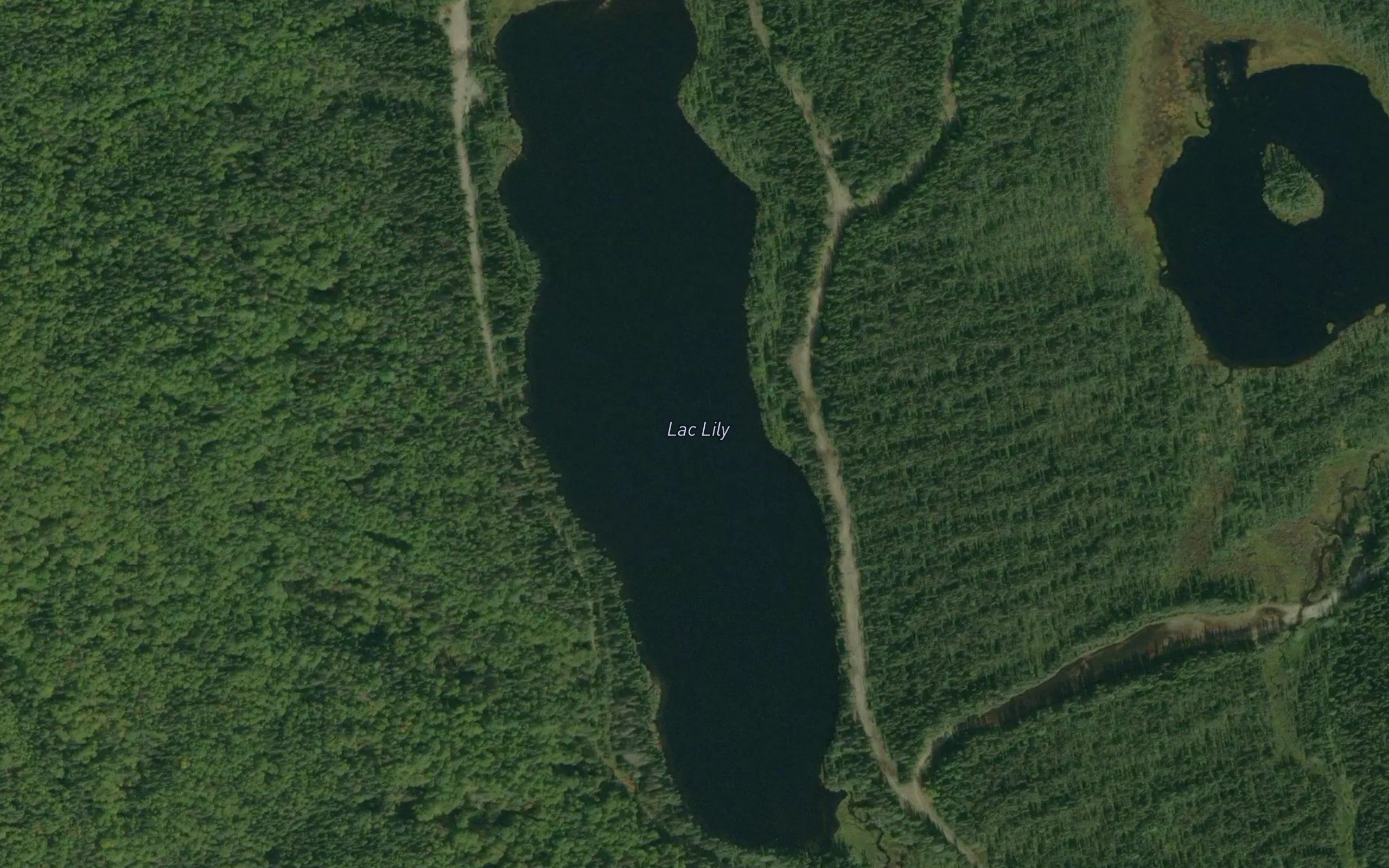 Lac Lily