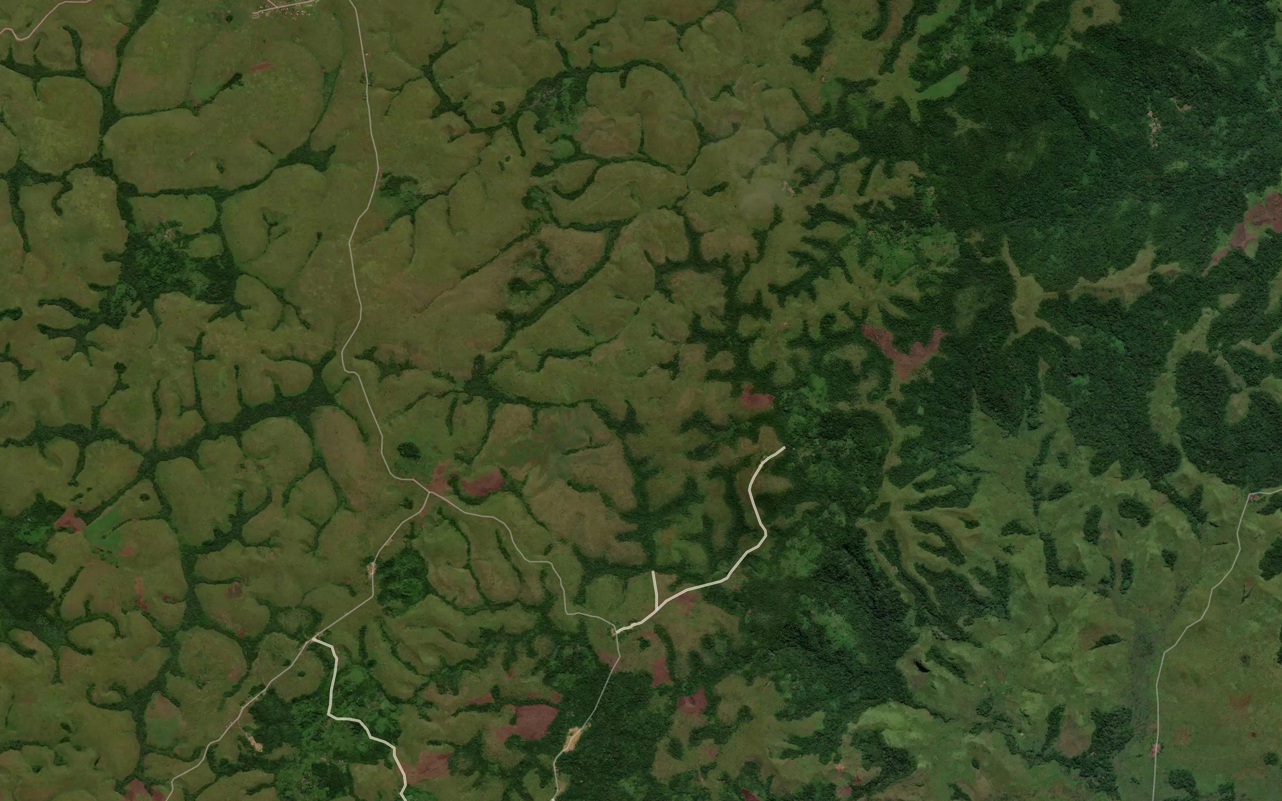Lancula