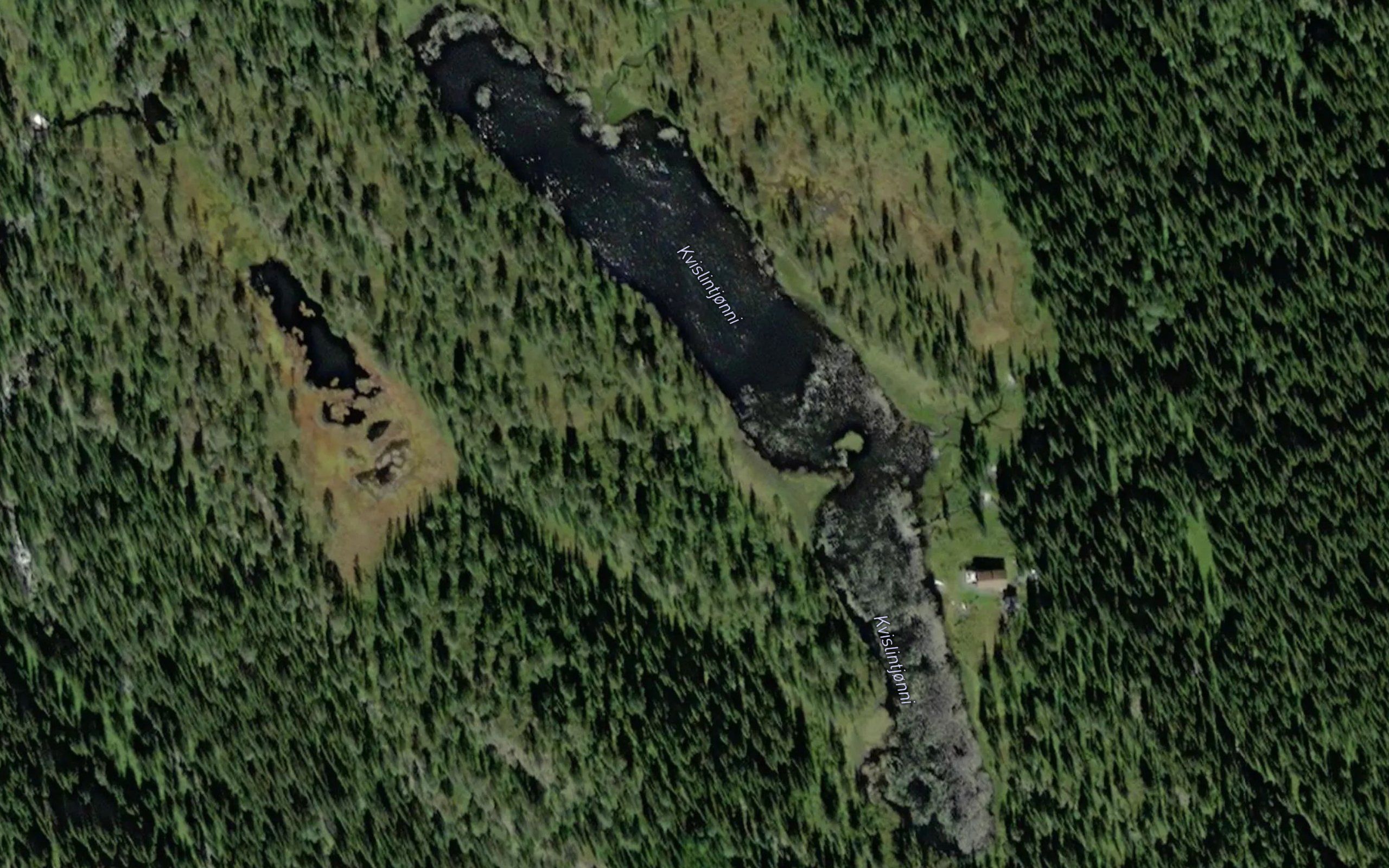 Kvislintjorn