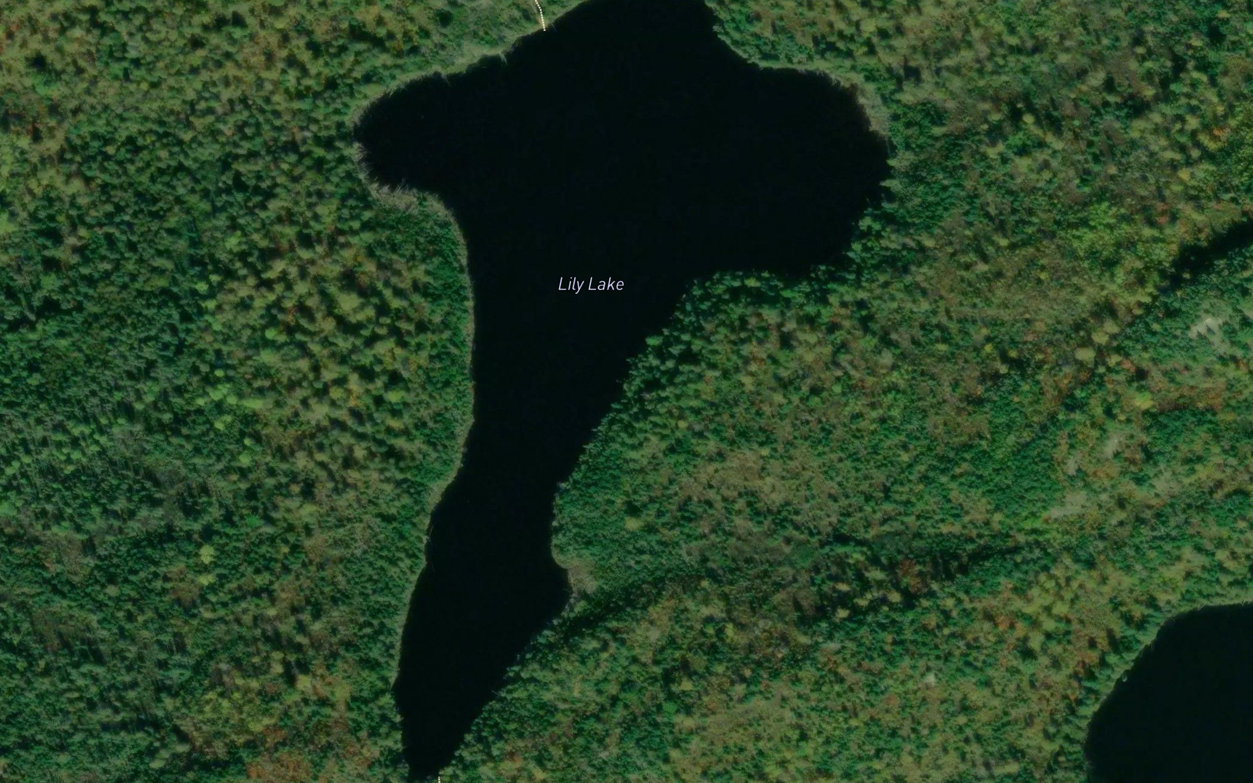 Lily Lake