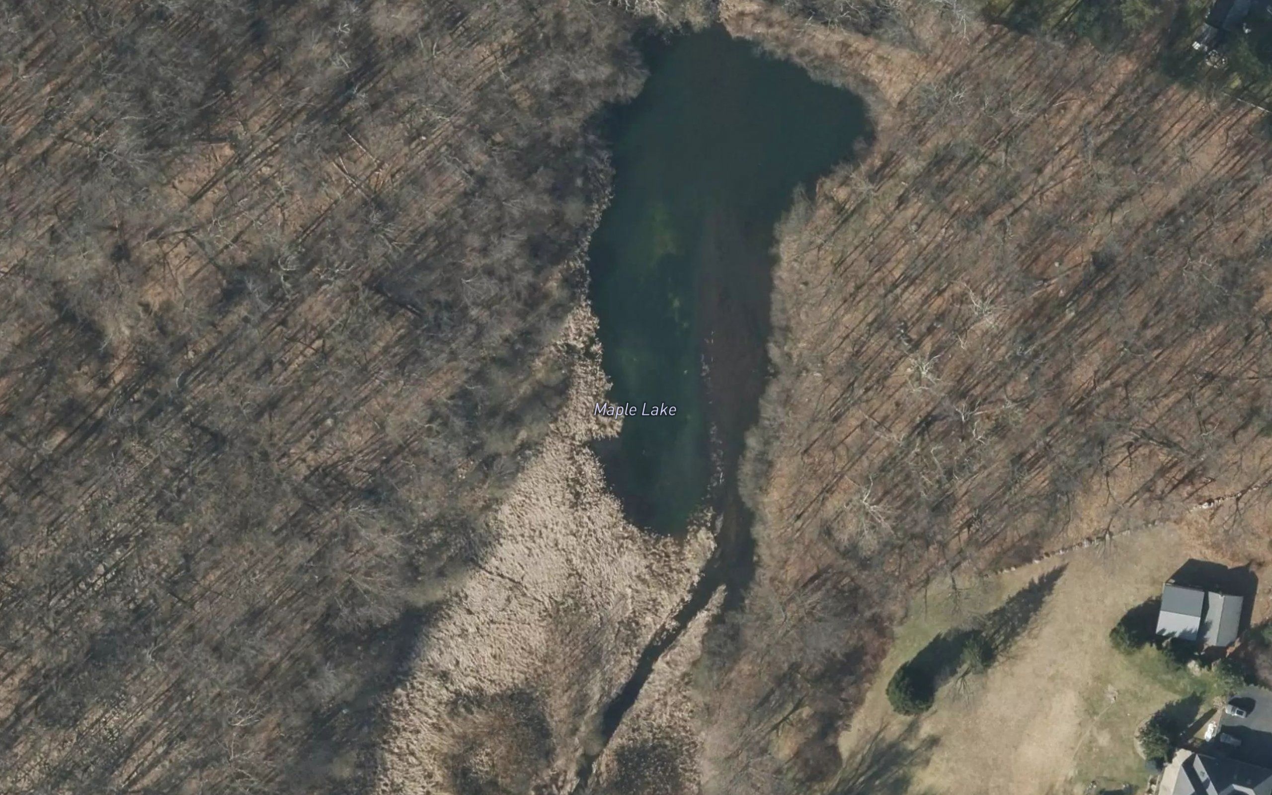 Maple Lake