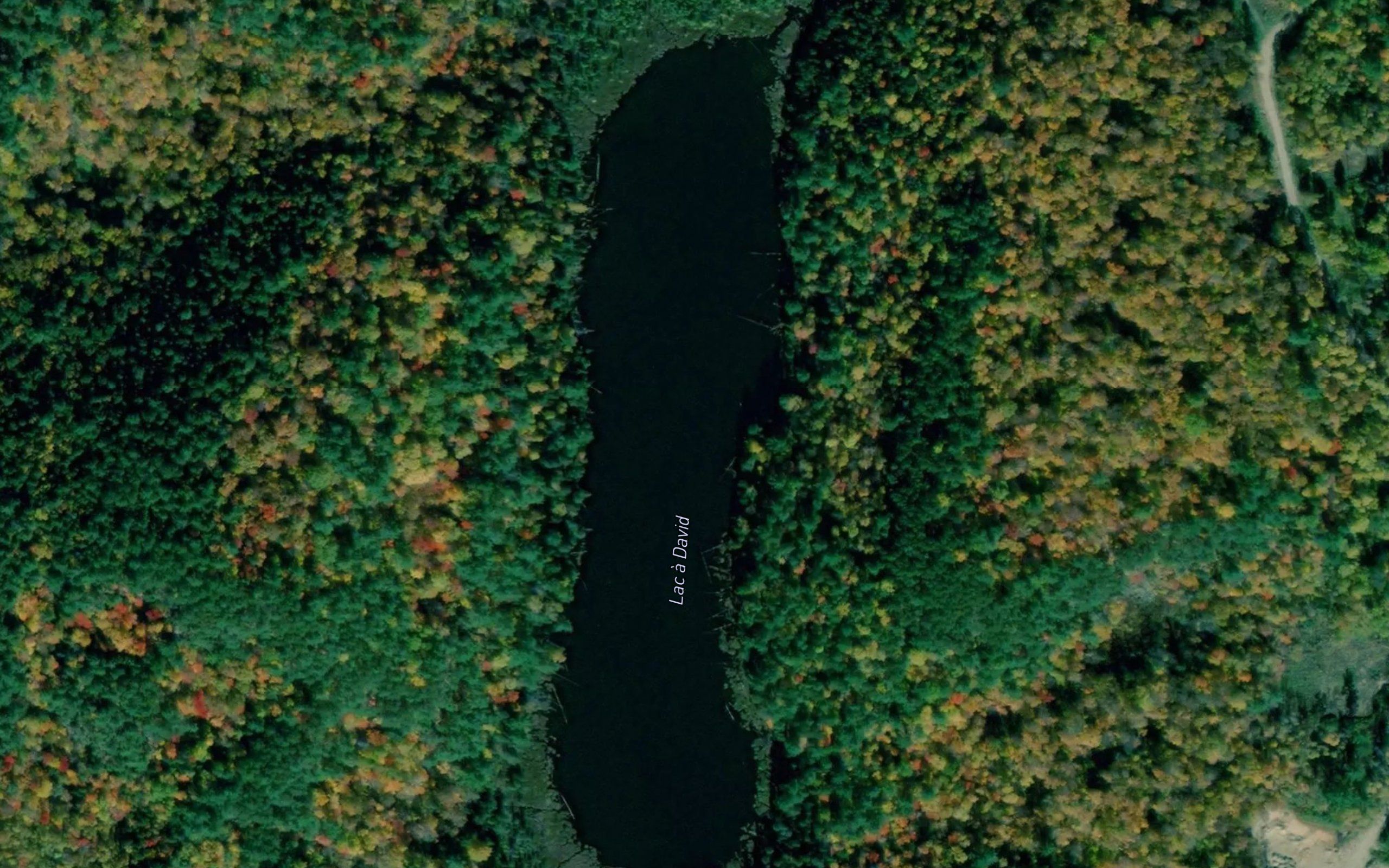 Lac a David