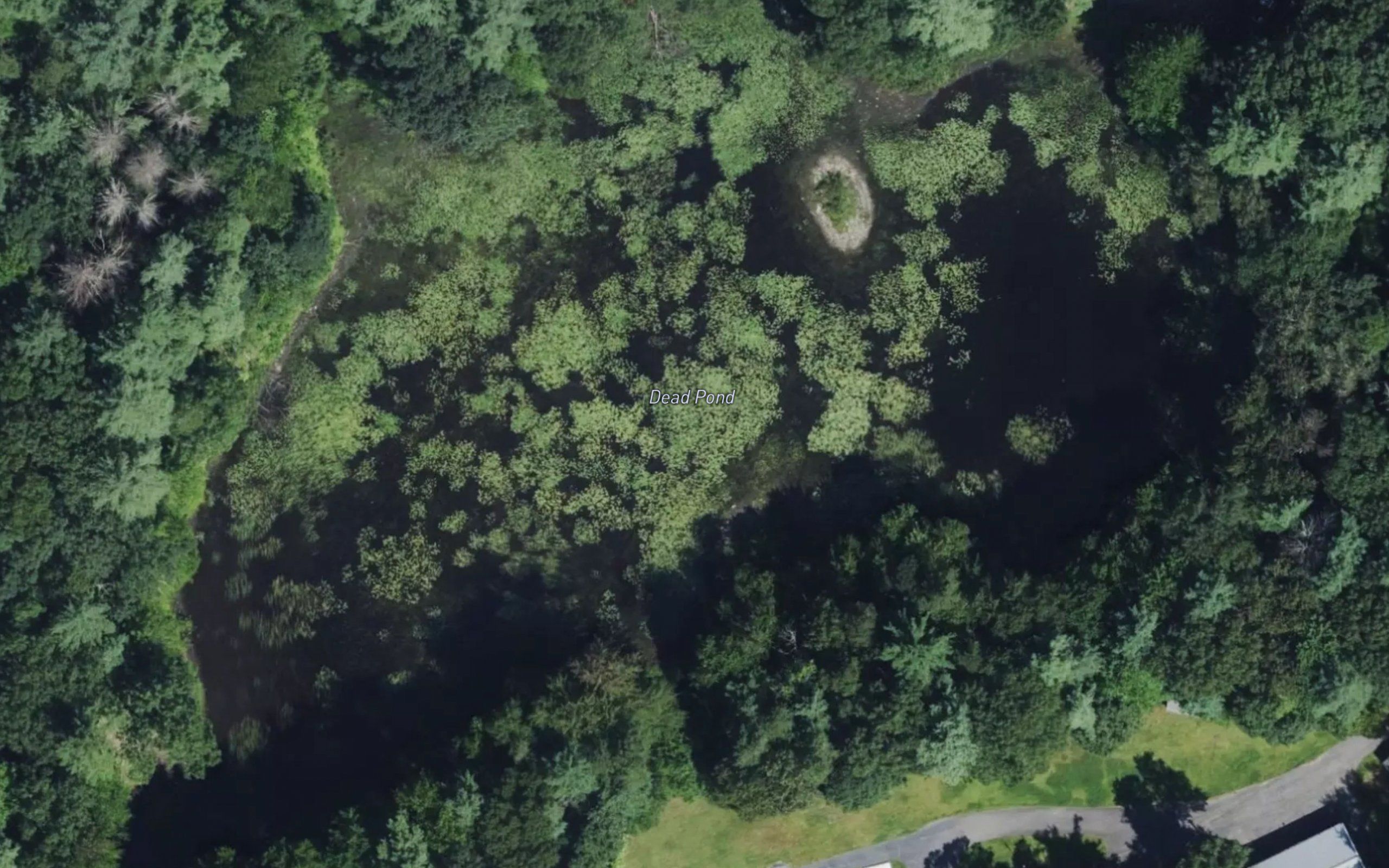 Dead Pond