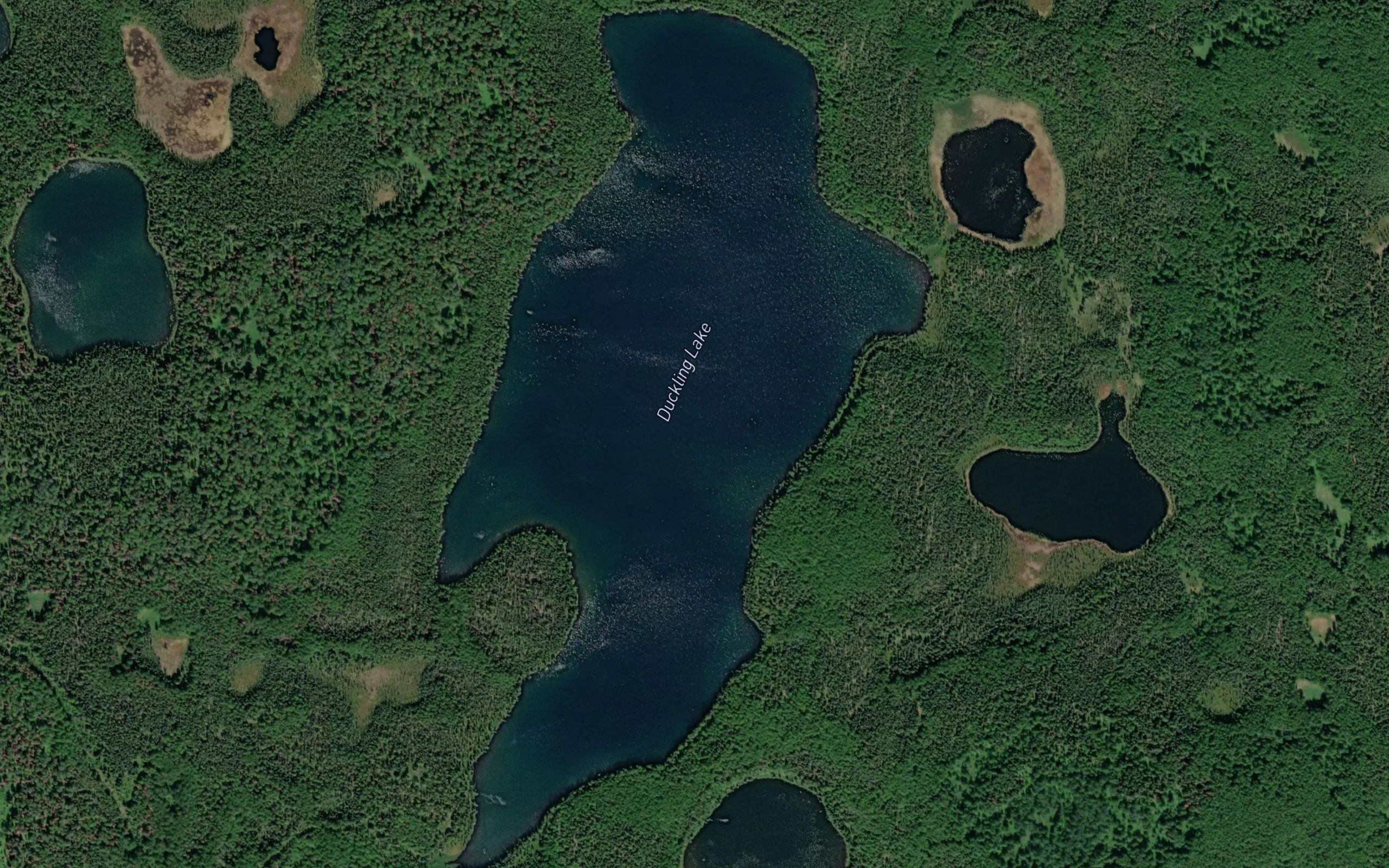 Duckling Lake