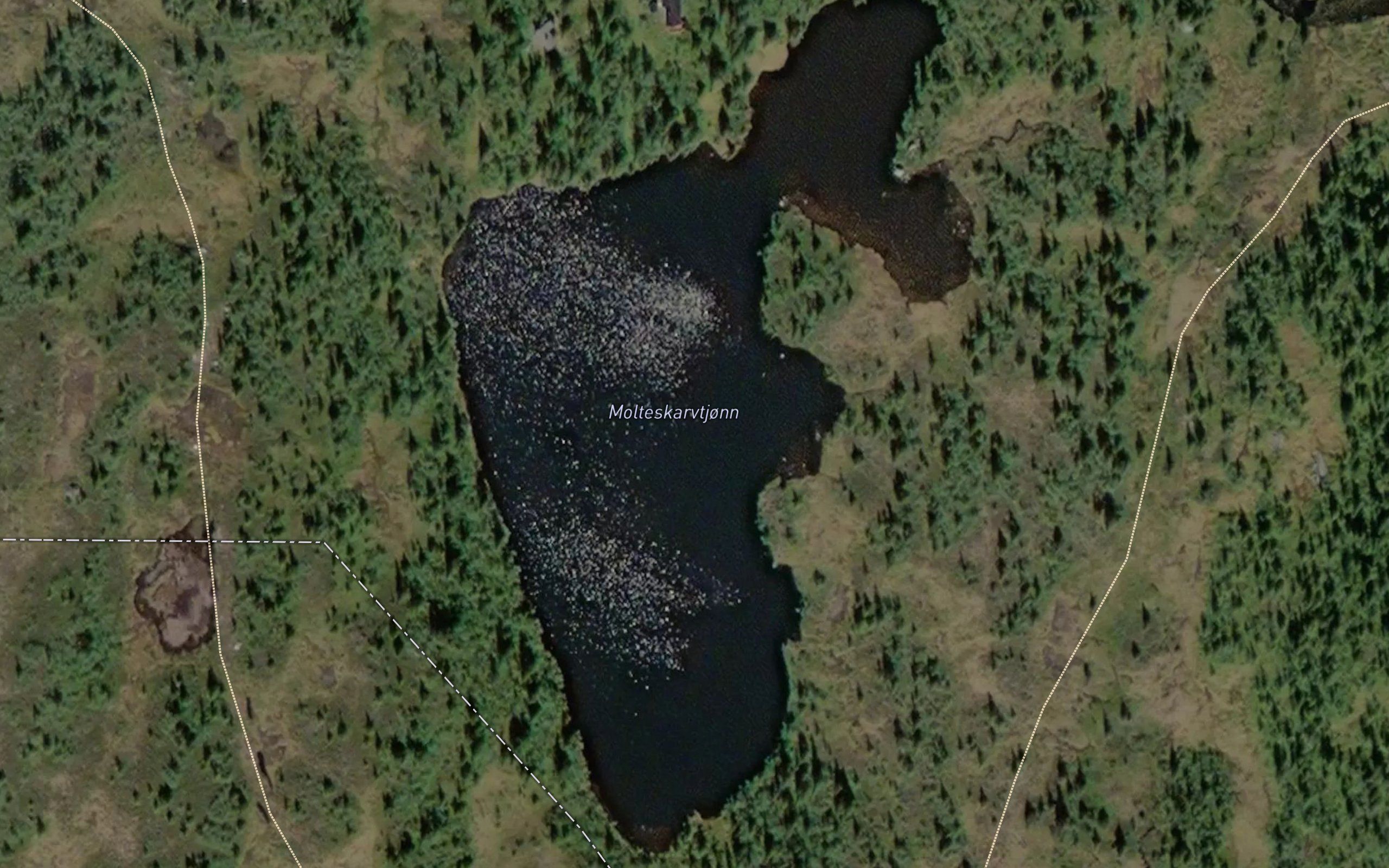 Molteskarvtjorni