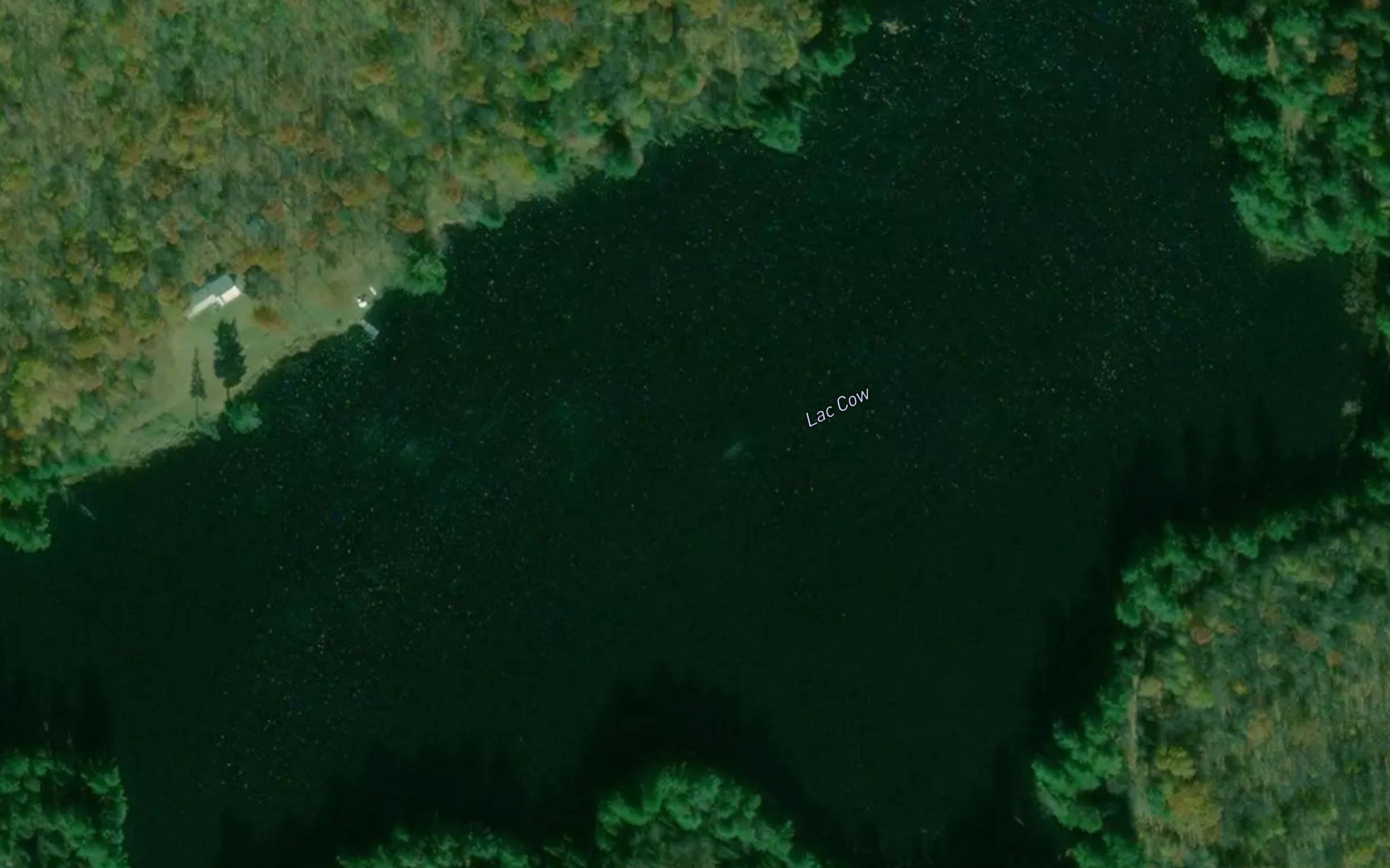 Lac Cow