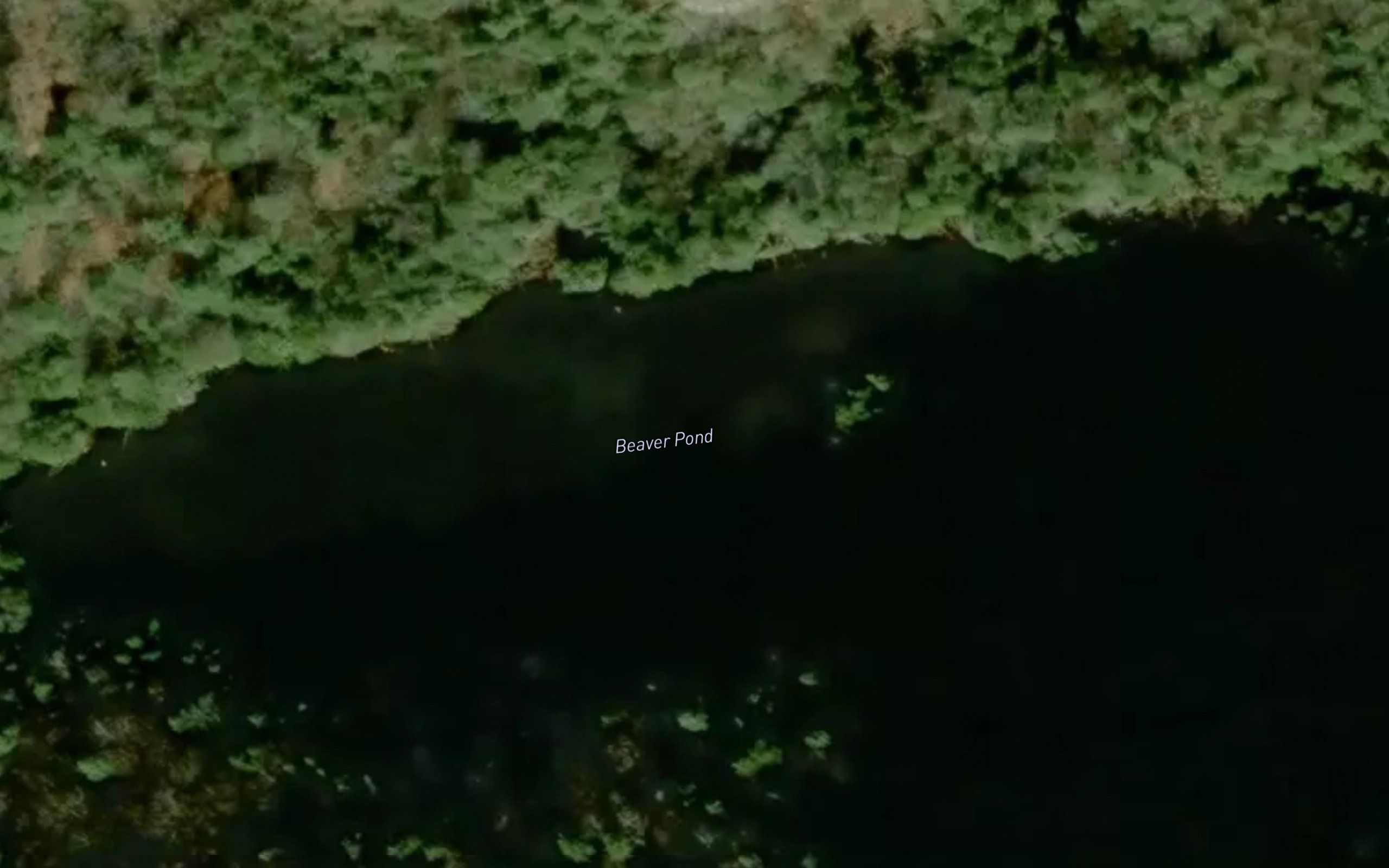Beaver Pond