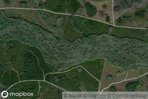 Fish Scaffold Branch