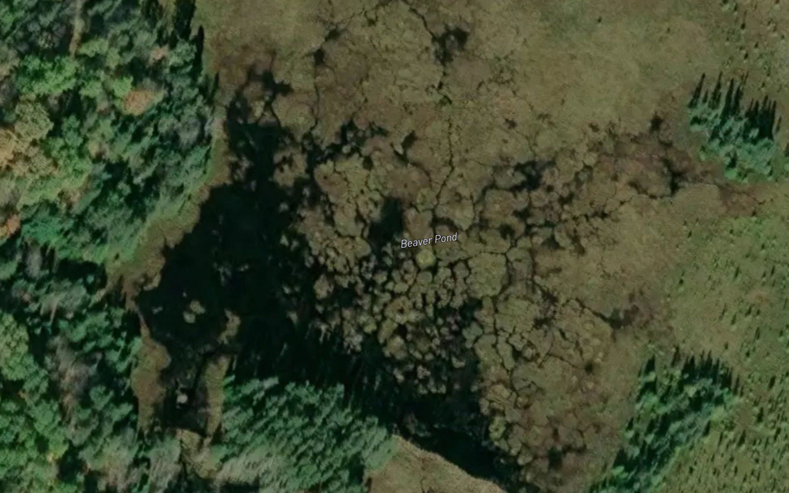 Beaver Pond