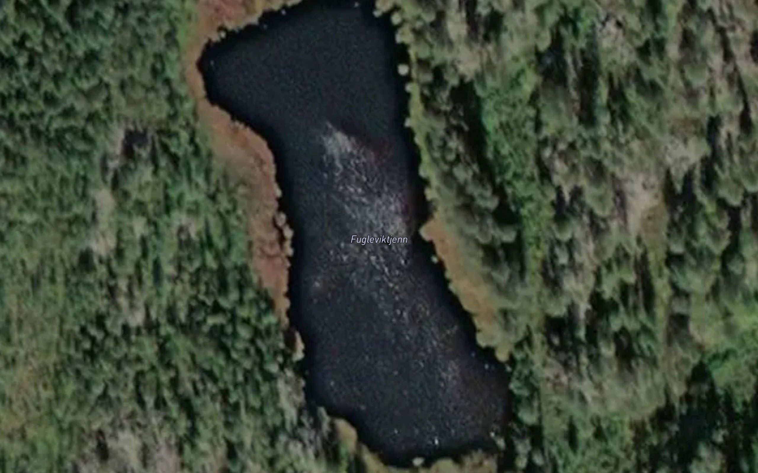 Fugleviktjenn