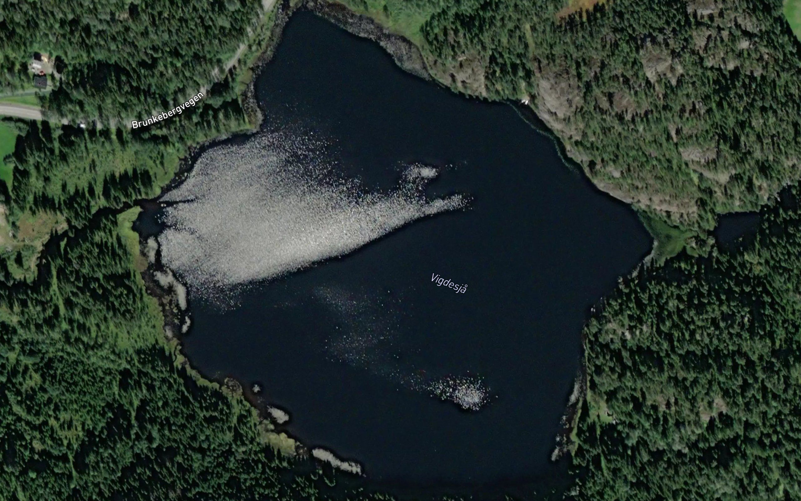 Vigdesja