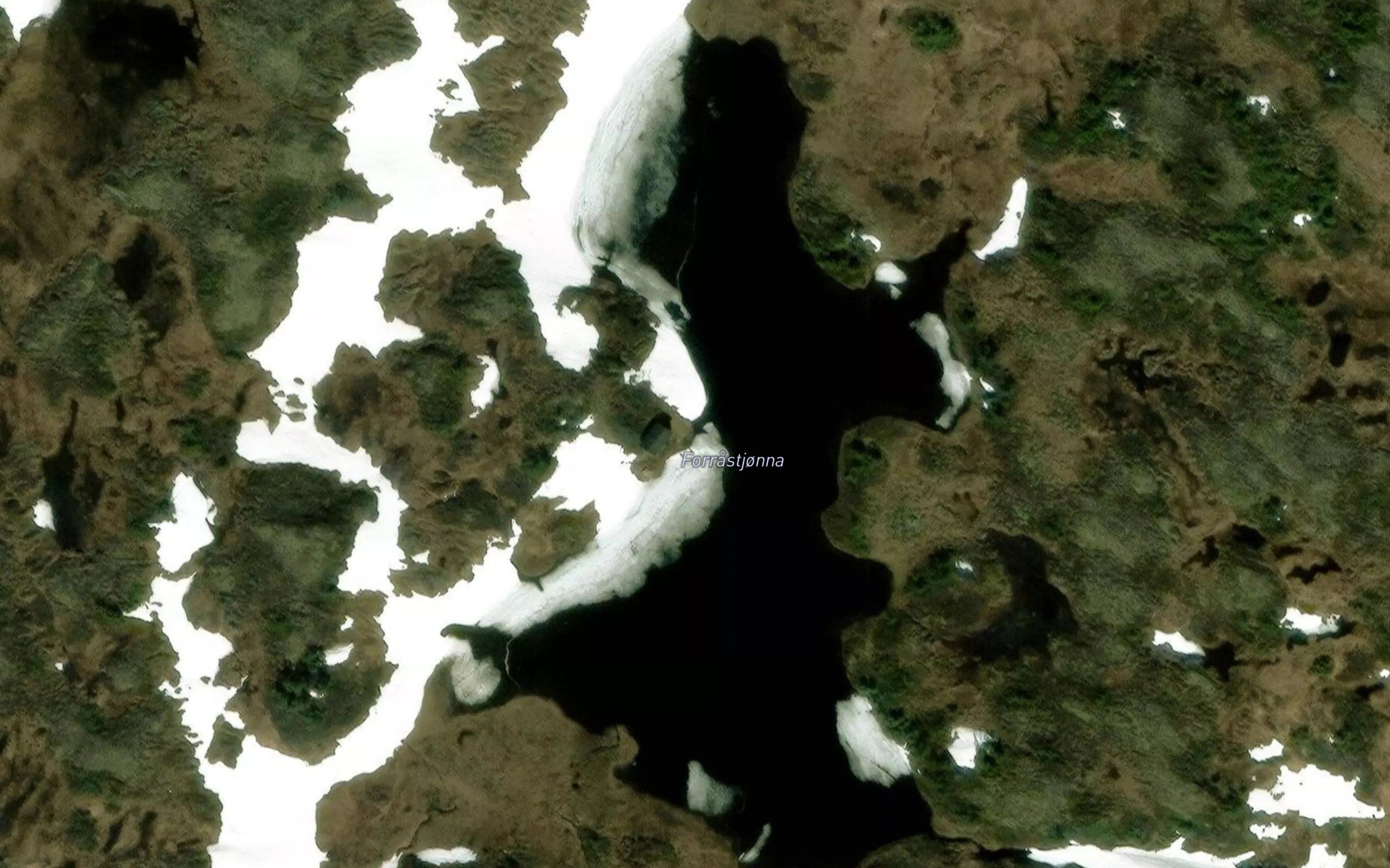 Forradstjorna