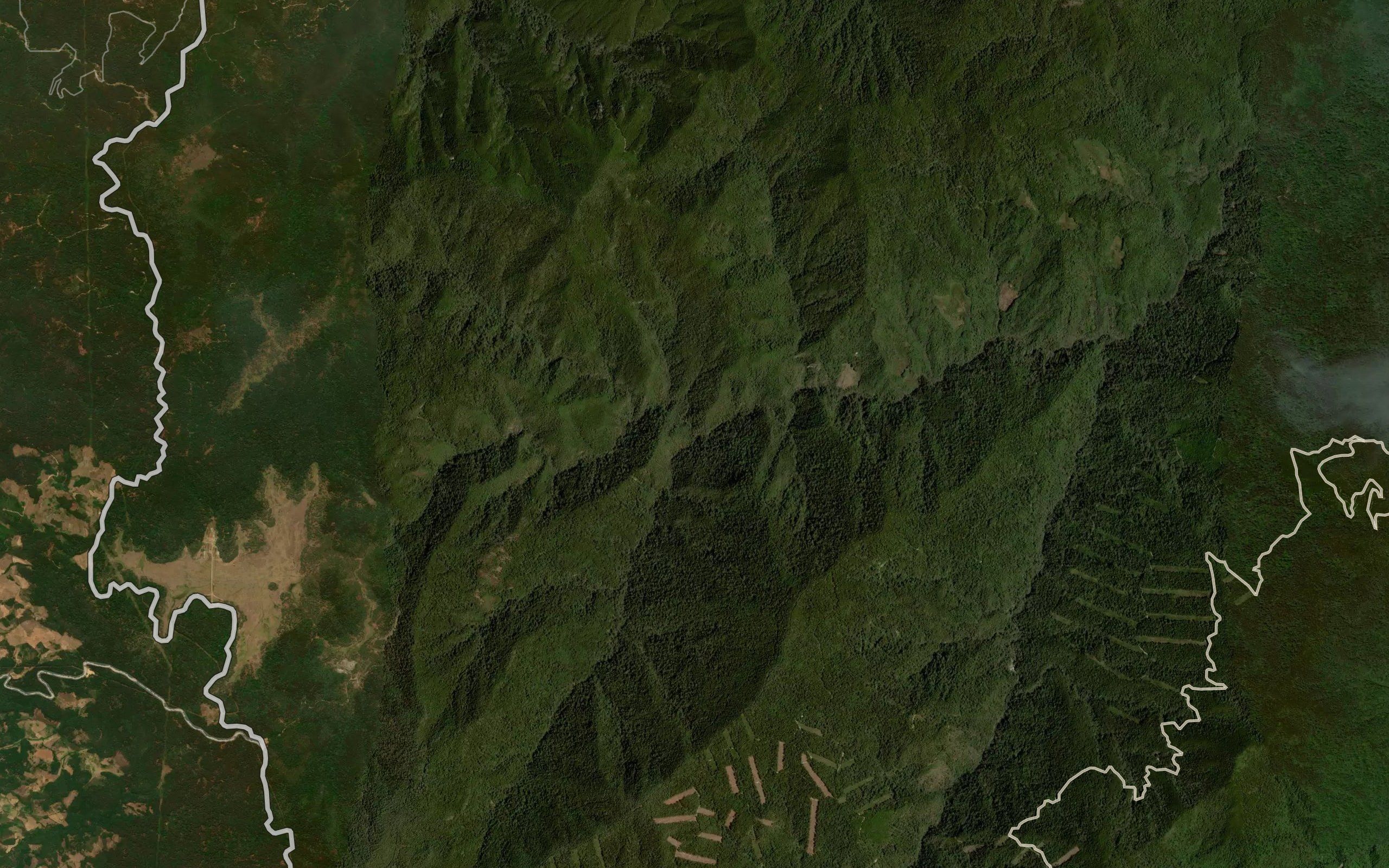 Conejo