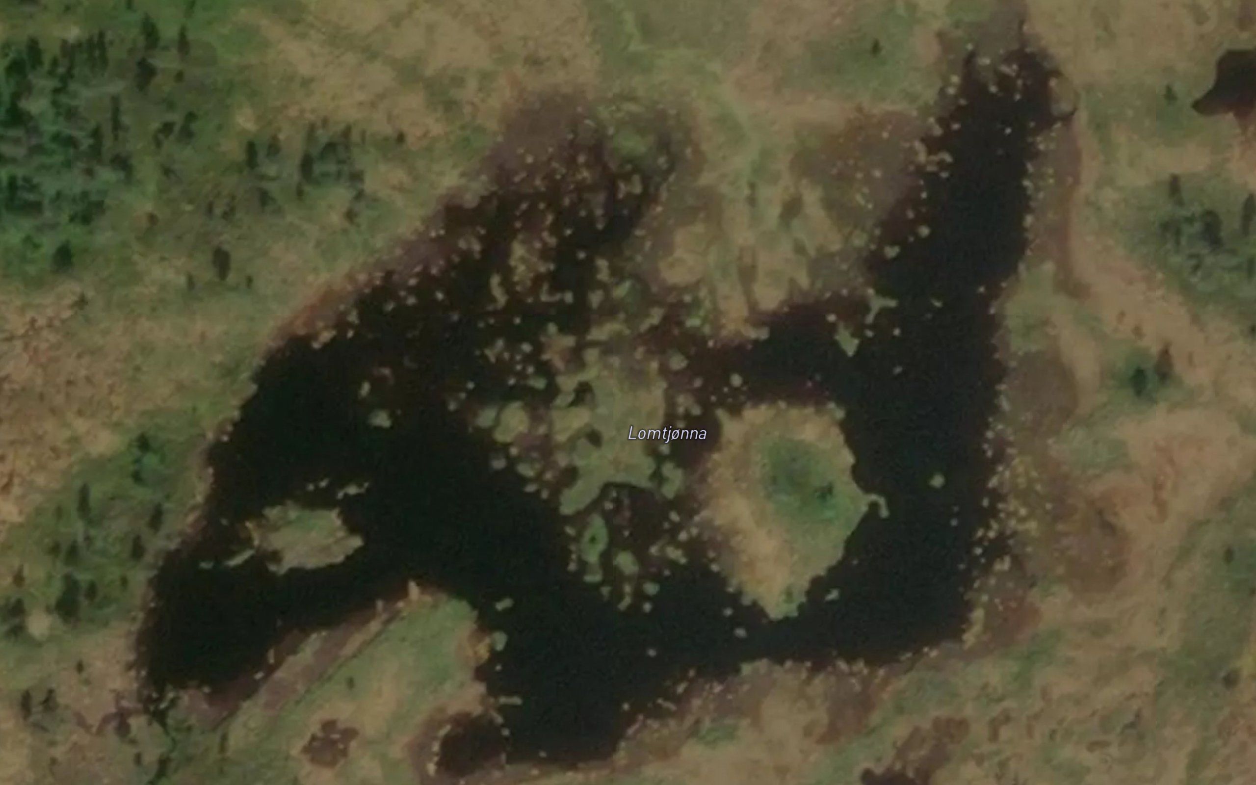 Lomtjonnmyran