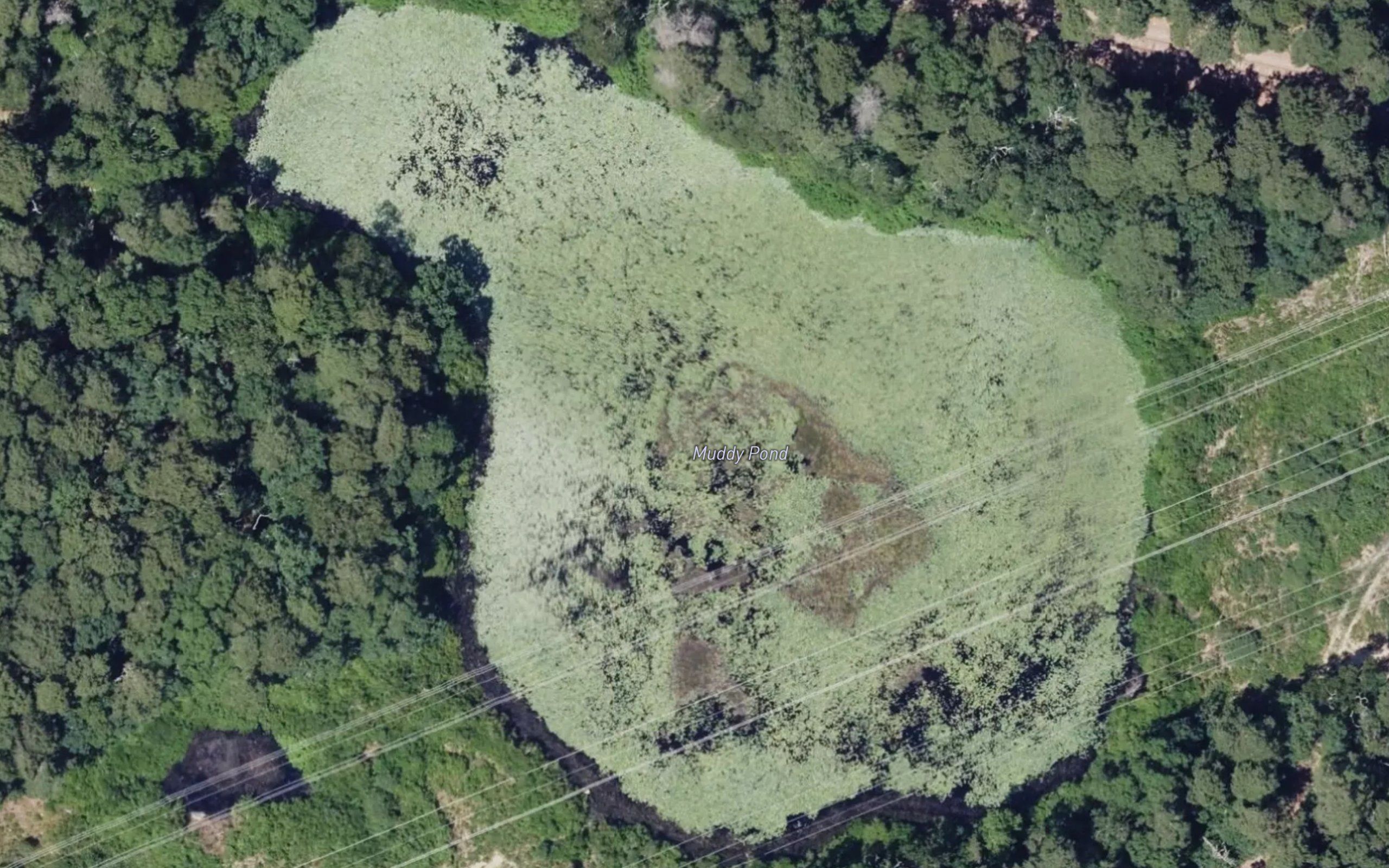Muddy Pond