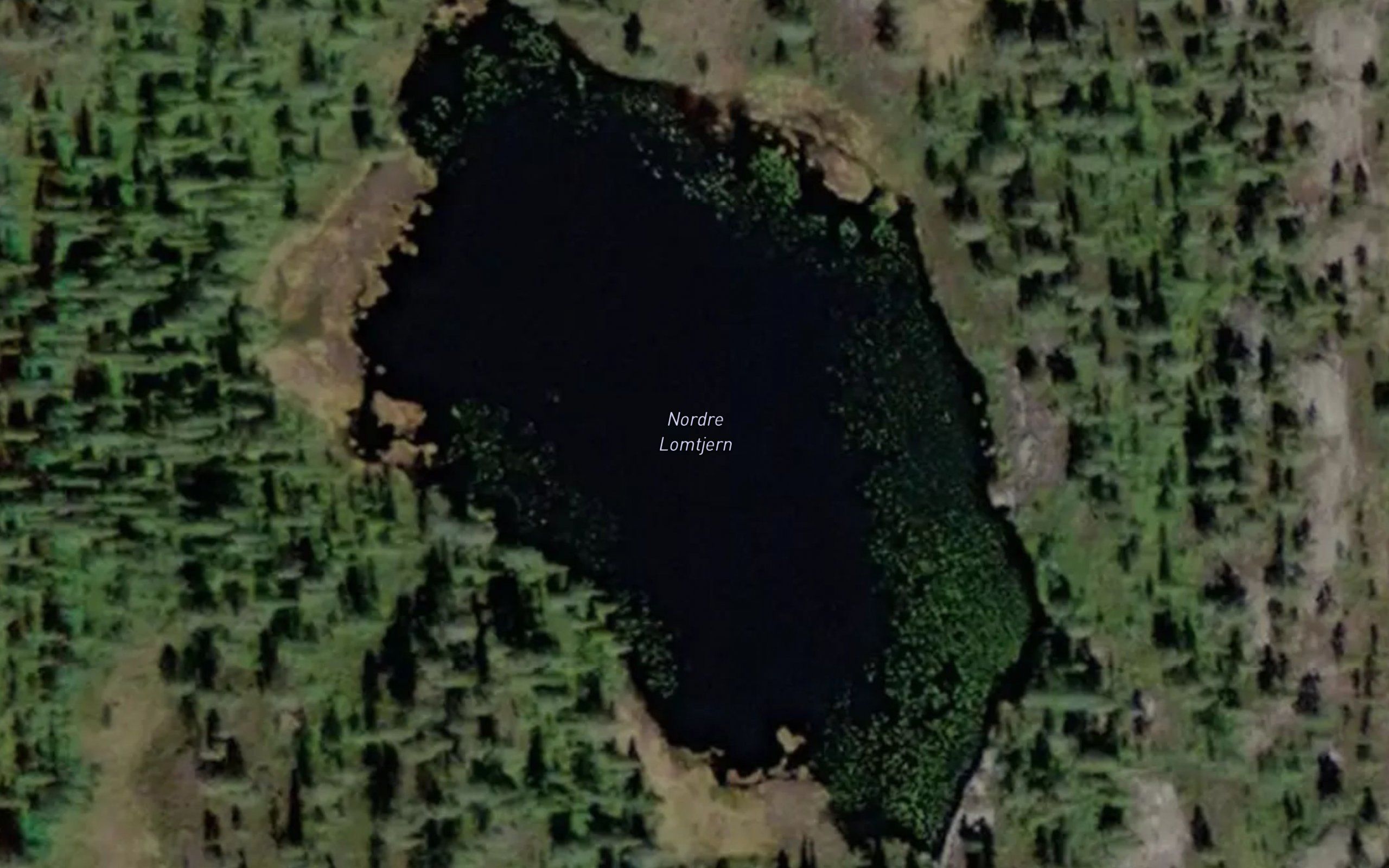 Lomtjerna
