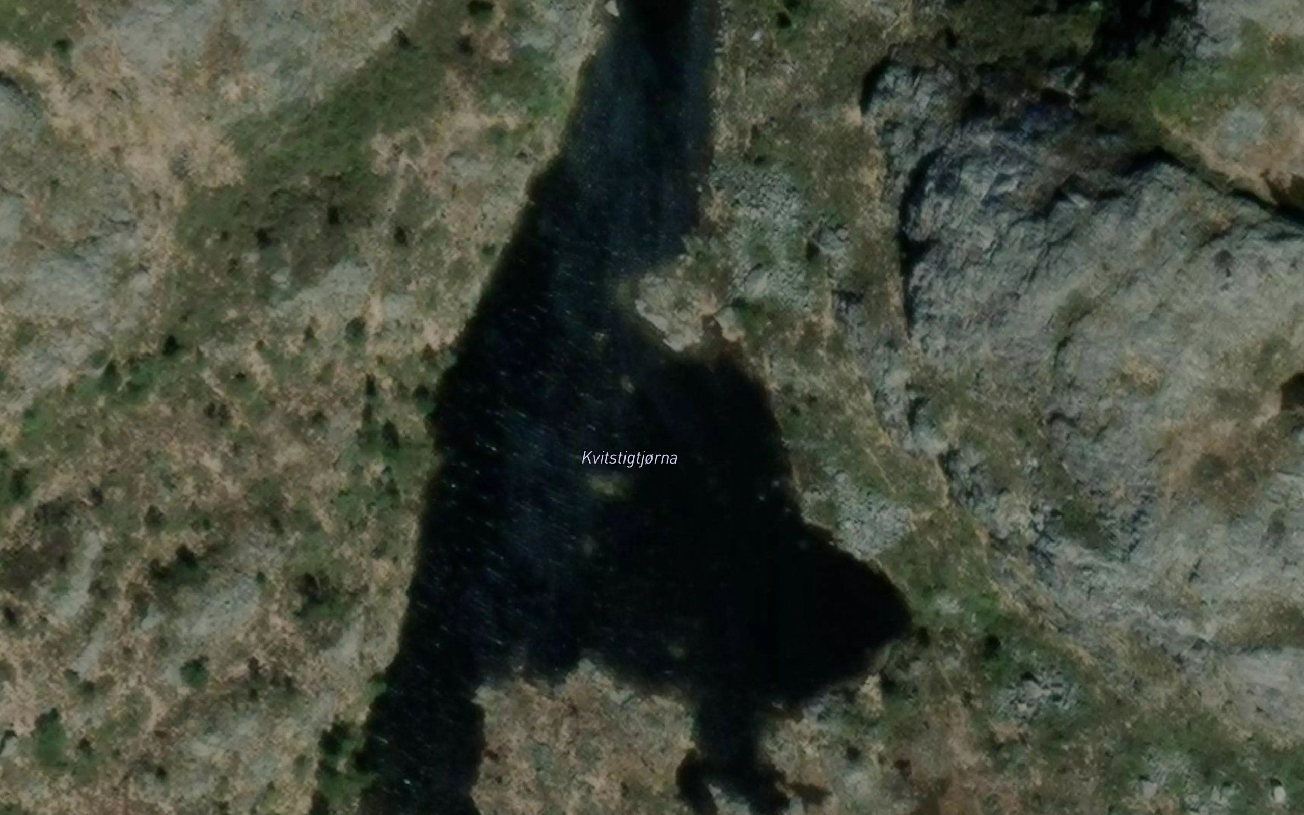 Kvitstigtjorni