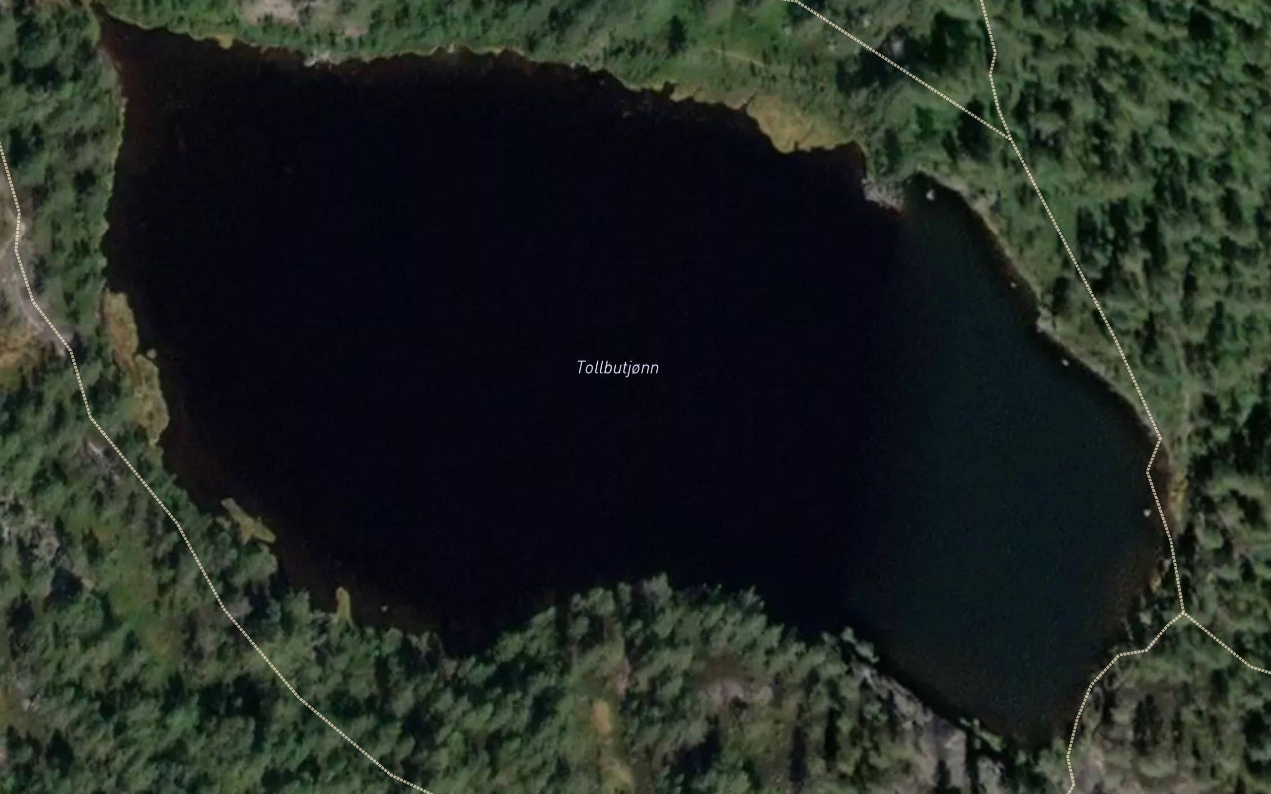 Tolvbutjorn