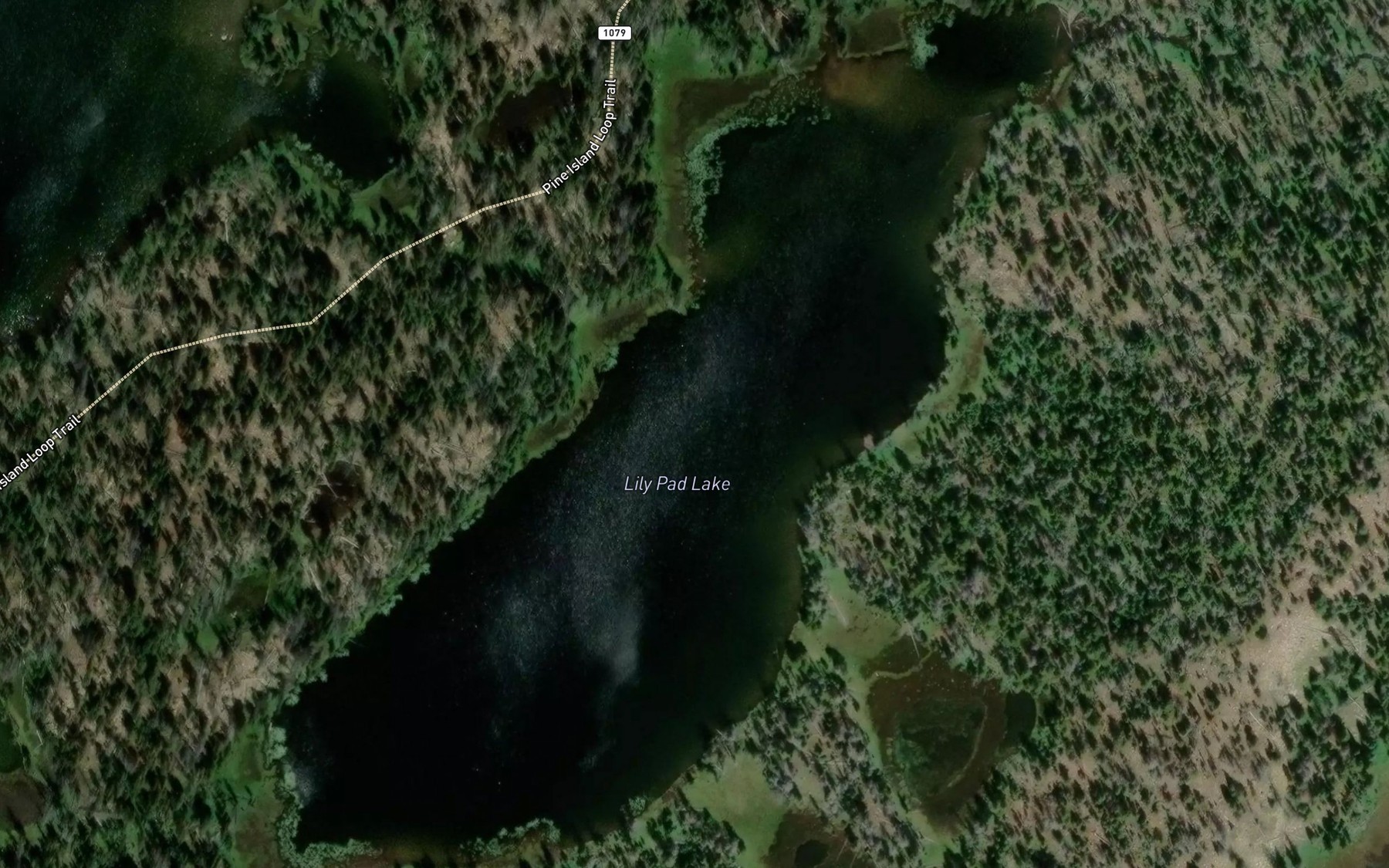 Satellite map of the Lily Pad Lake