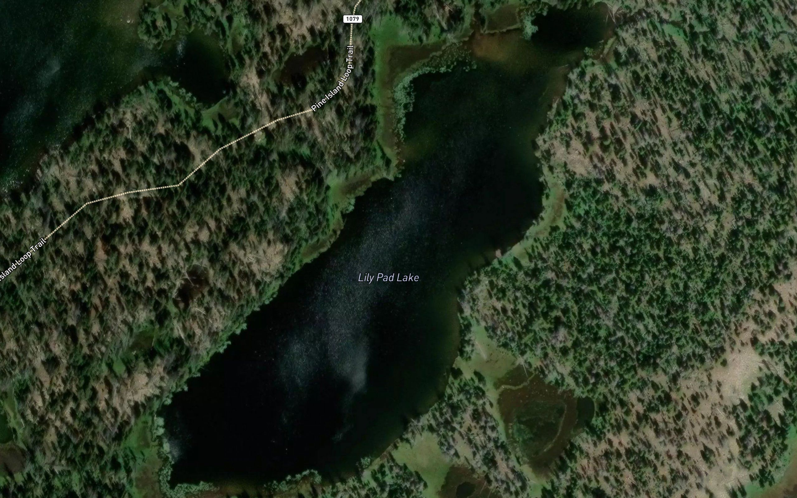 Lily Pad Lake
