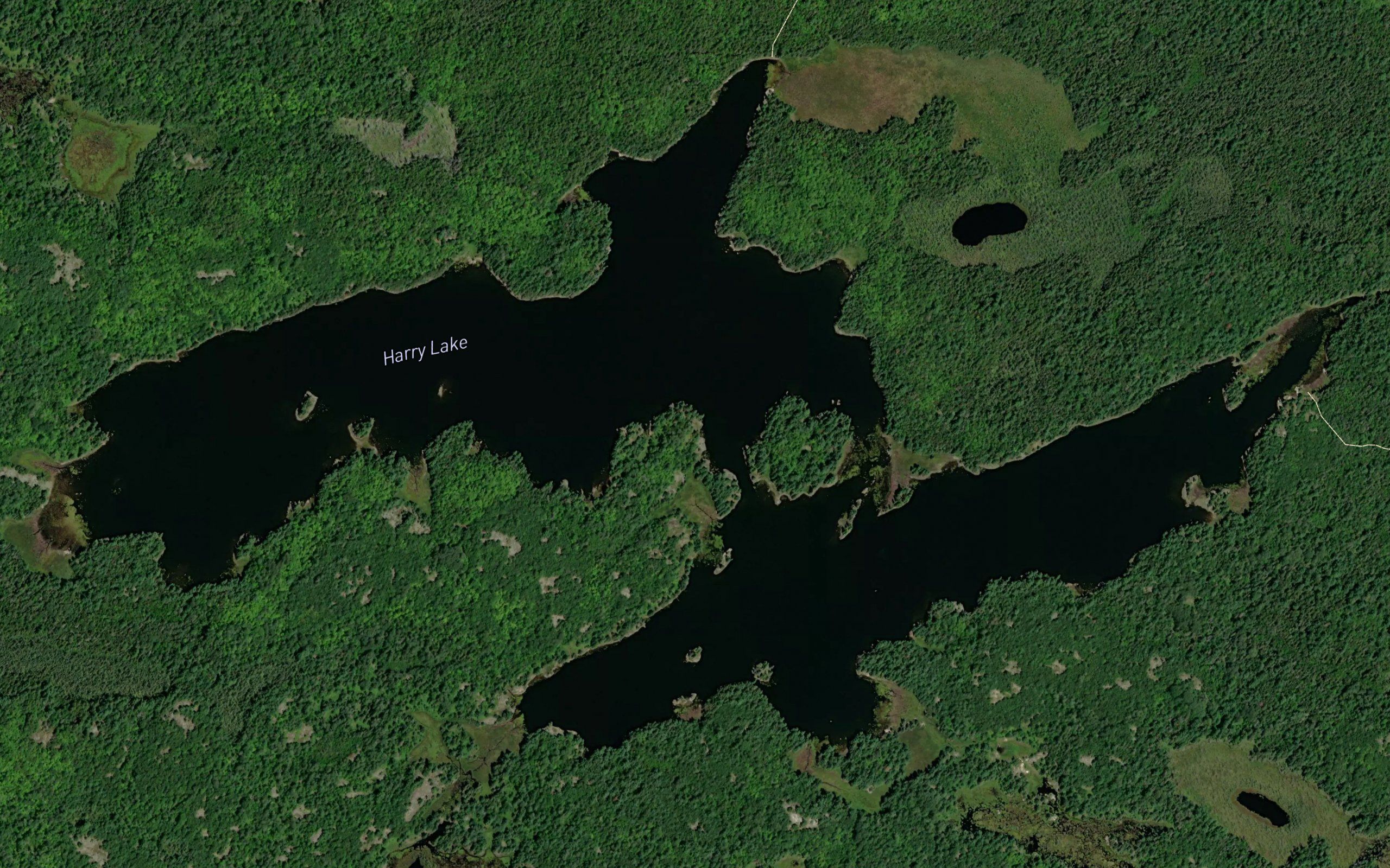 Harry Lake