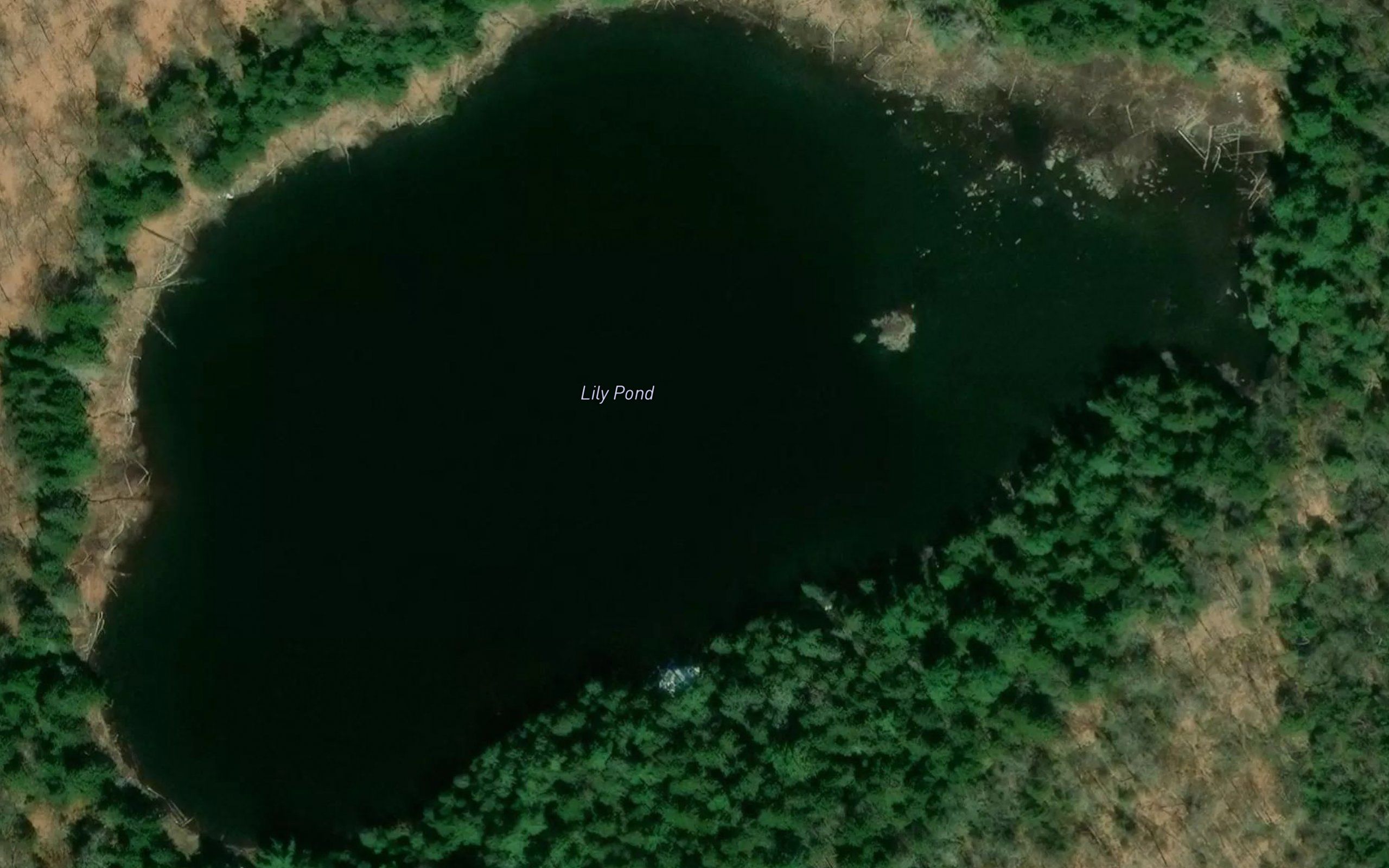 Lily Pond