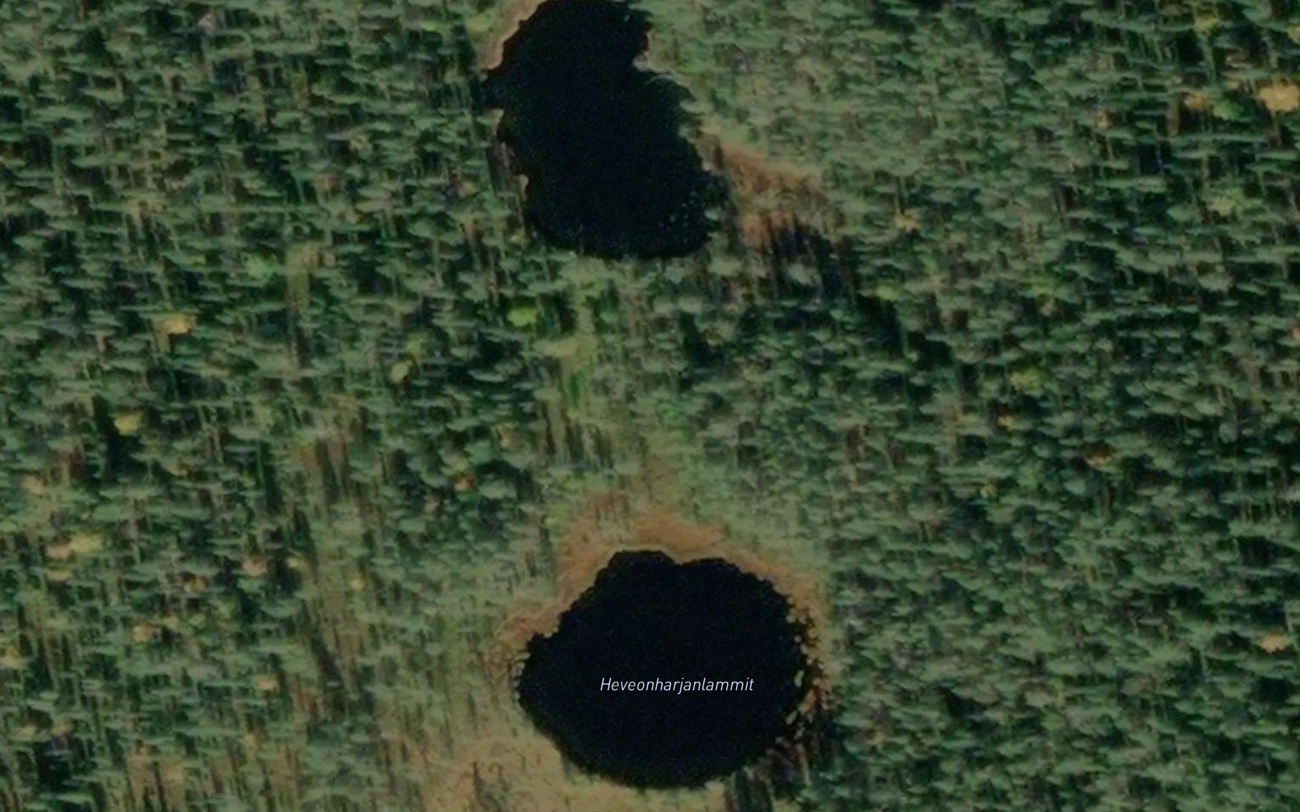 Hevonharjanlammit
