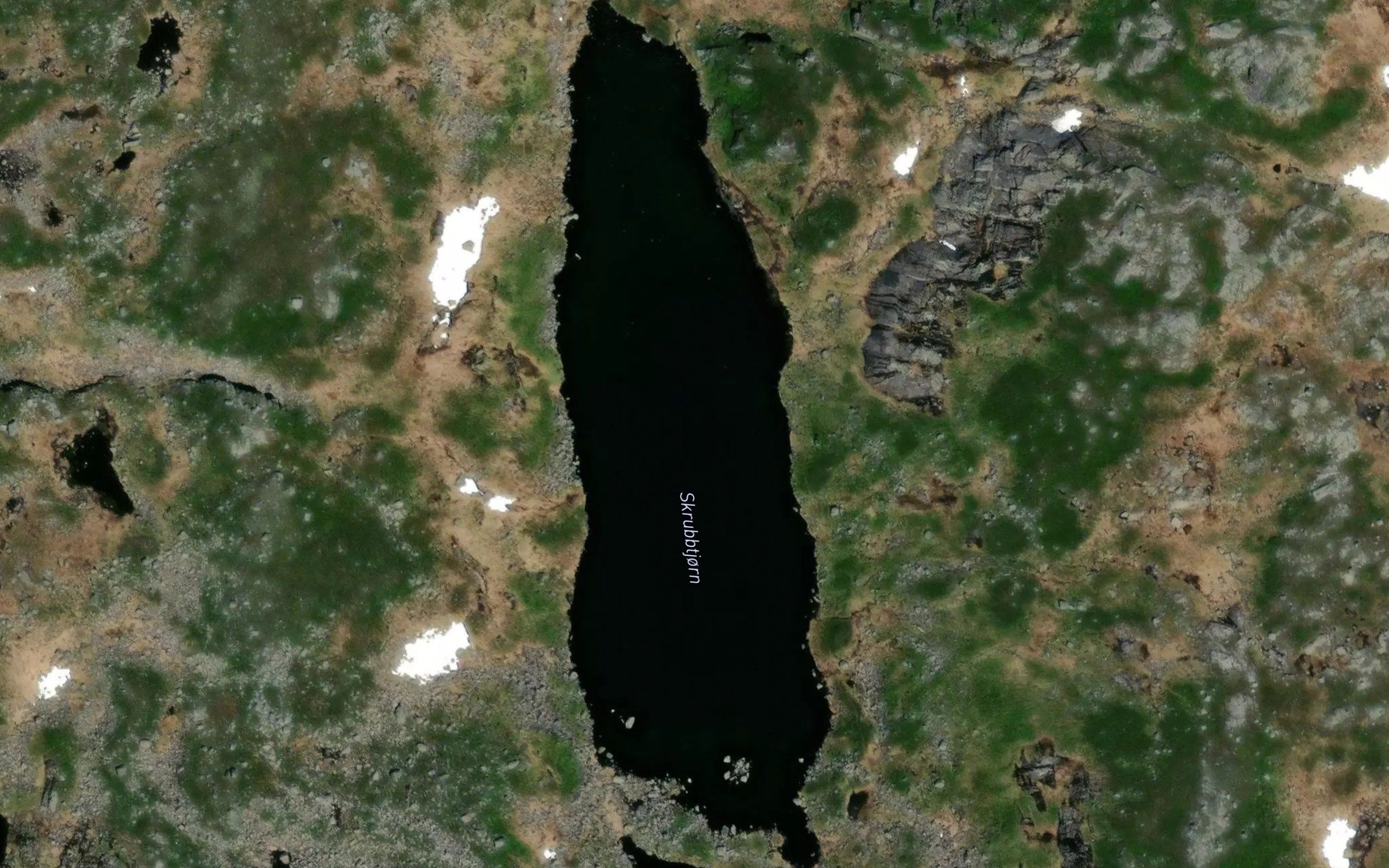 Skrubbtjorn