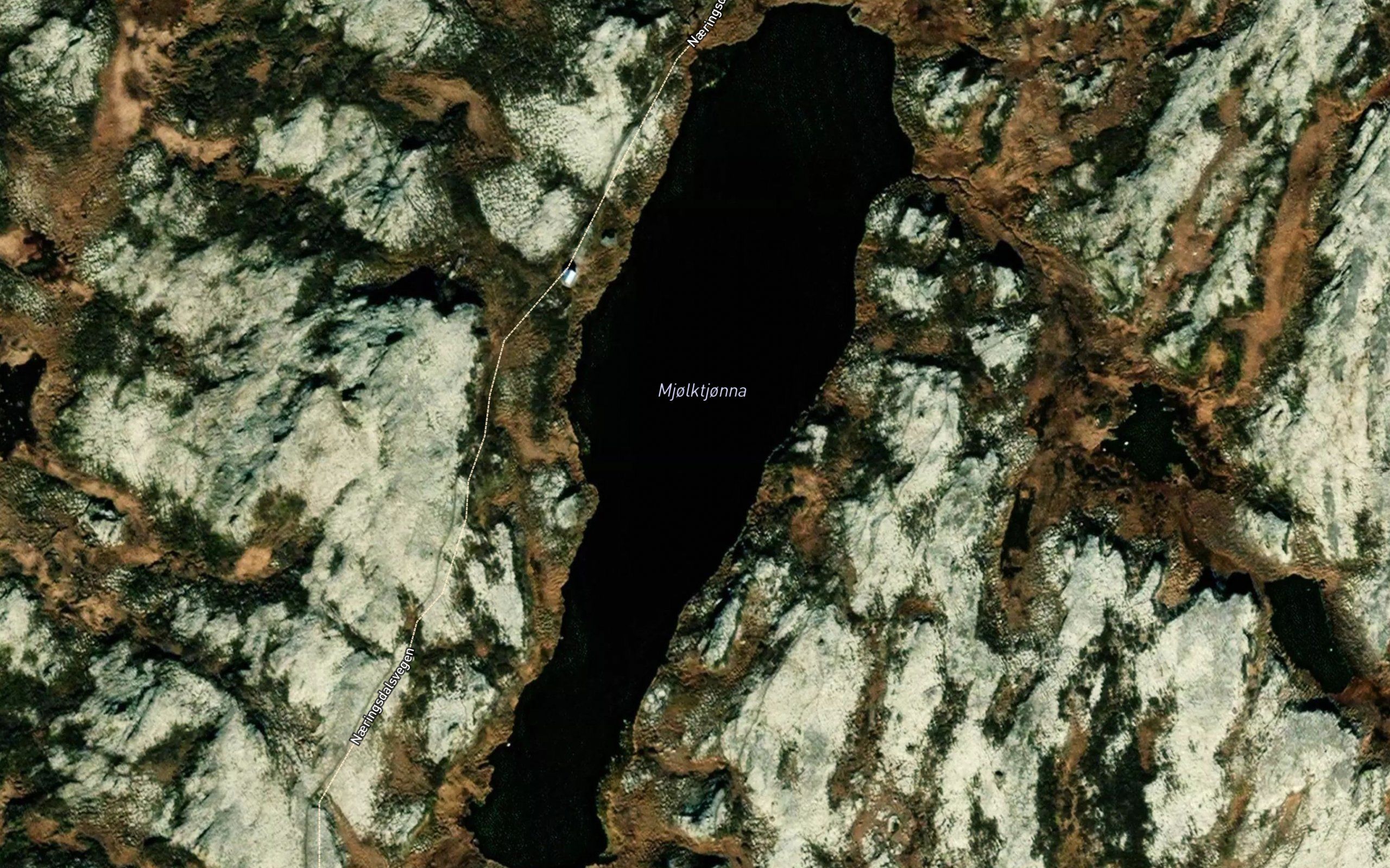 Mjolktjorna