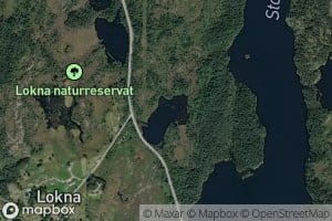 Rotdaltjorna