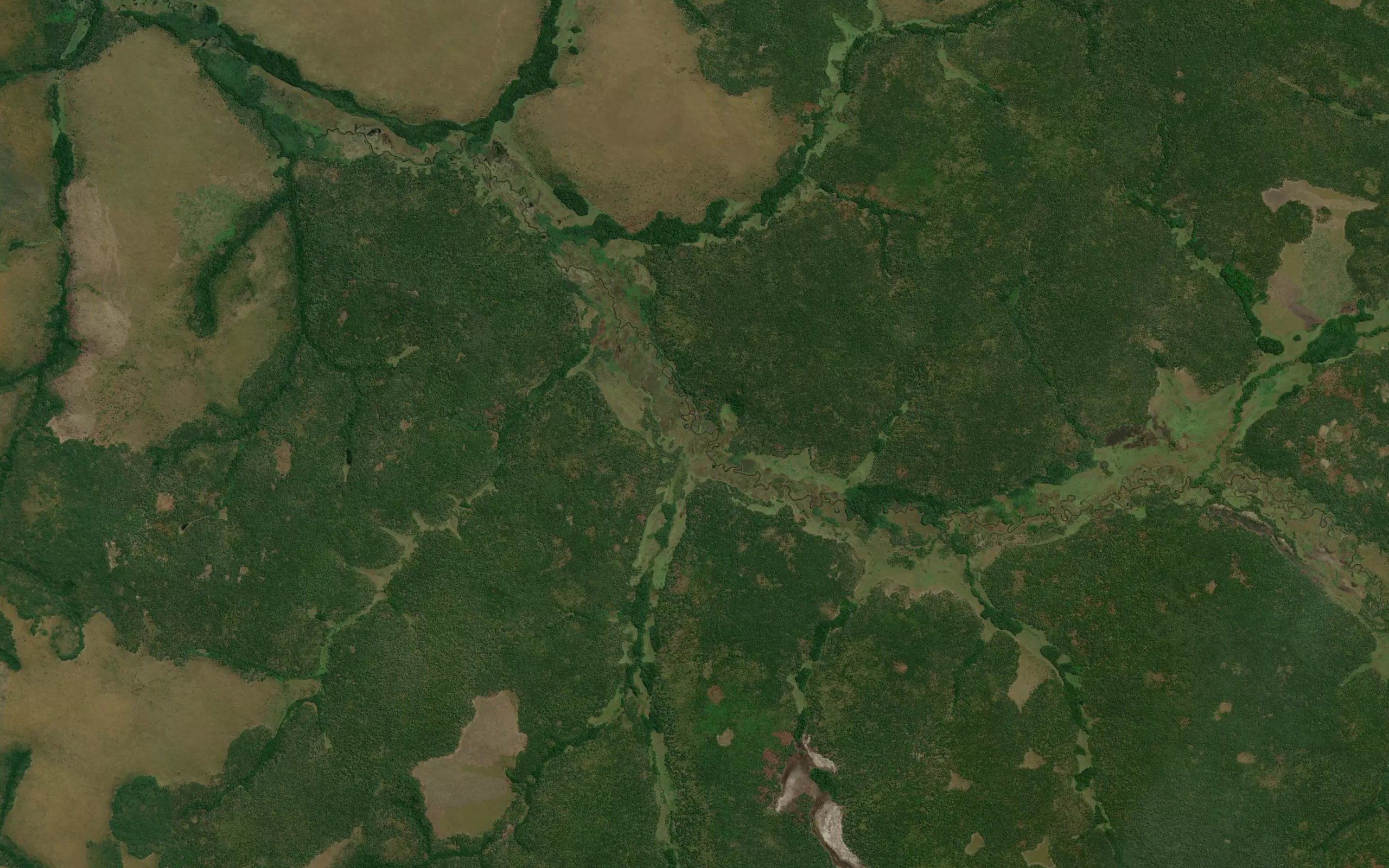 Nzambi