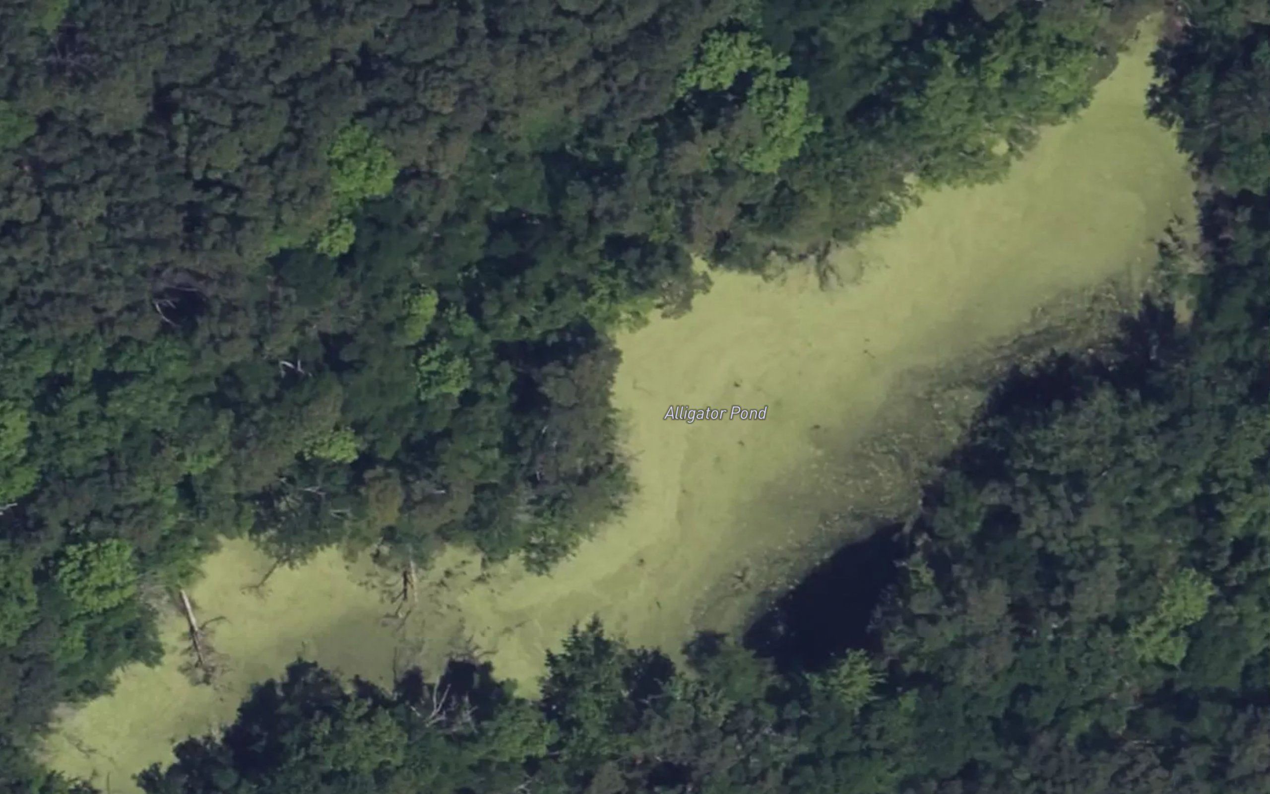 Alligator Pond